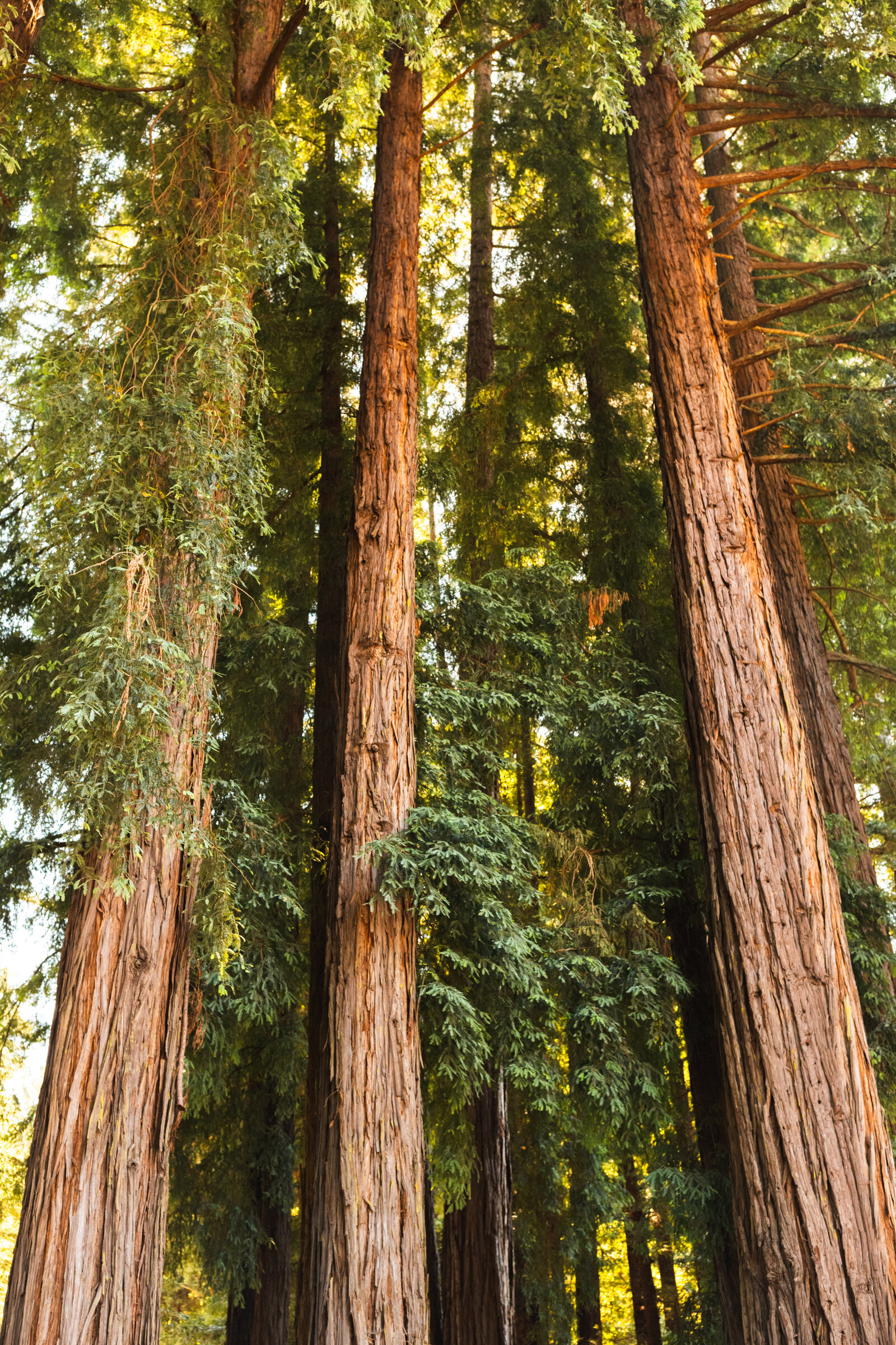 Colorful wedding details in Santa Cruz, California in the redwood trees.