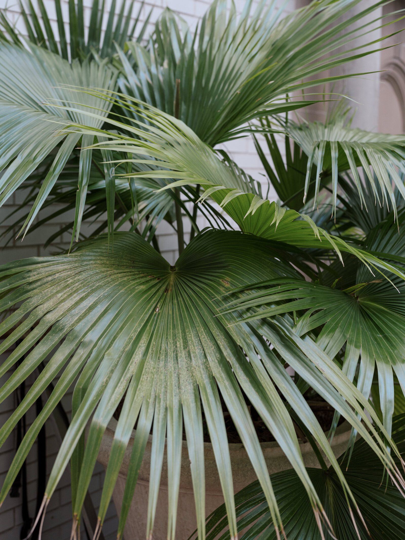 ritz-carlton-courtyard