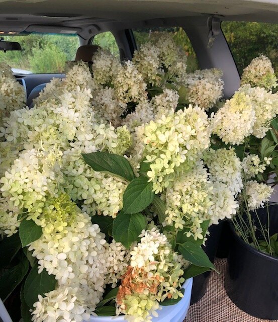 QBR Hydrangeas 