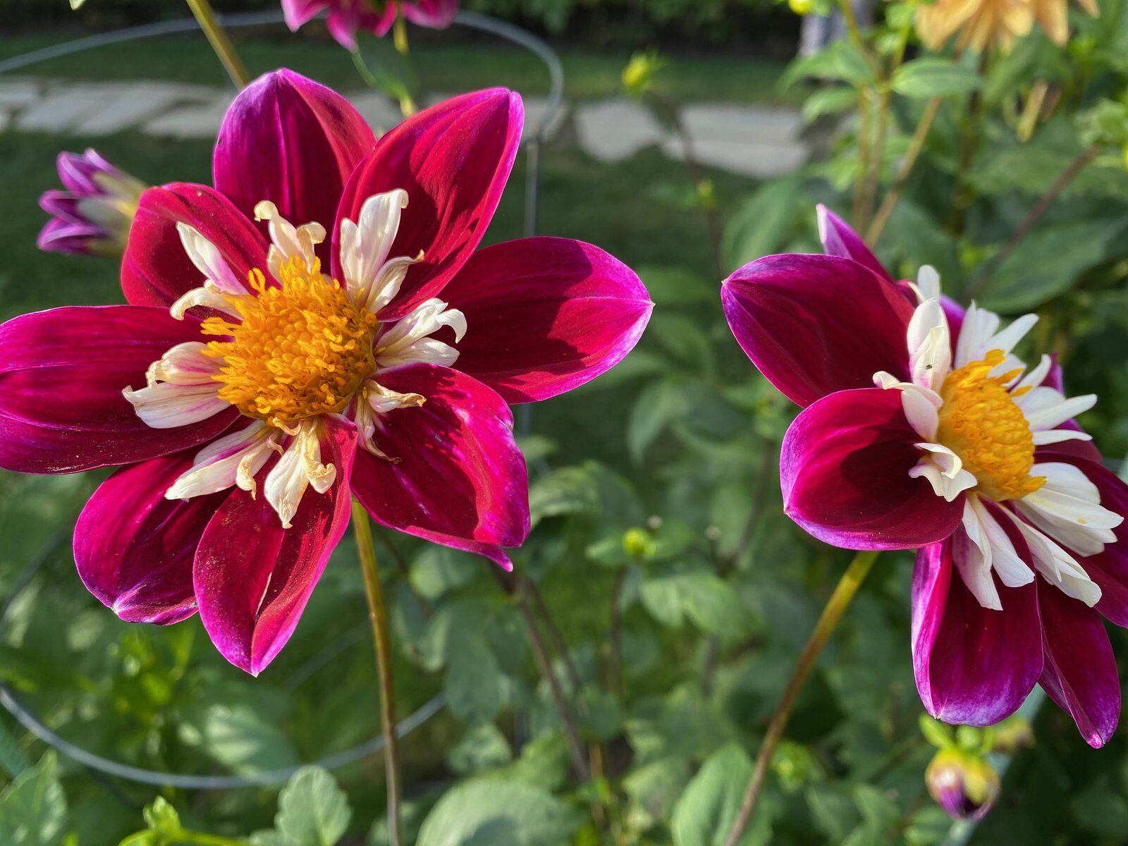 flowers_2031