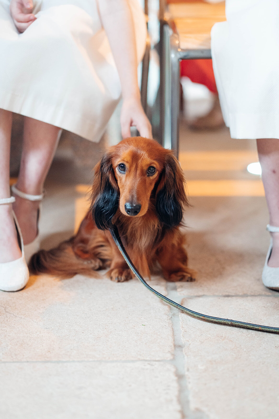 dog-ring-bearer-during-caswell-house-wedding-ceremony