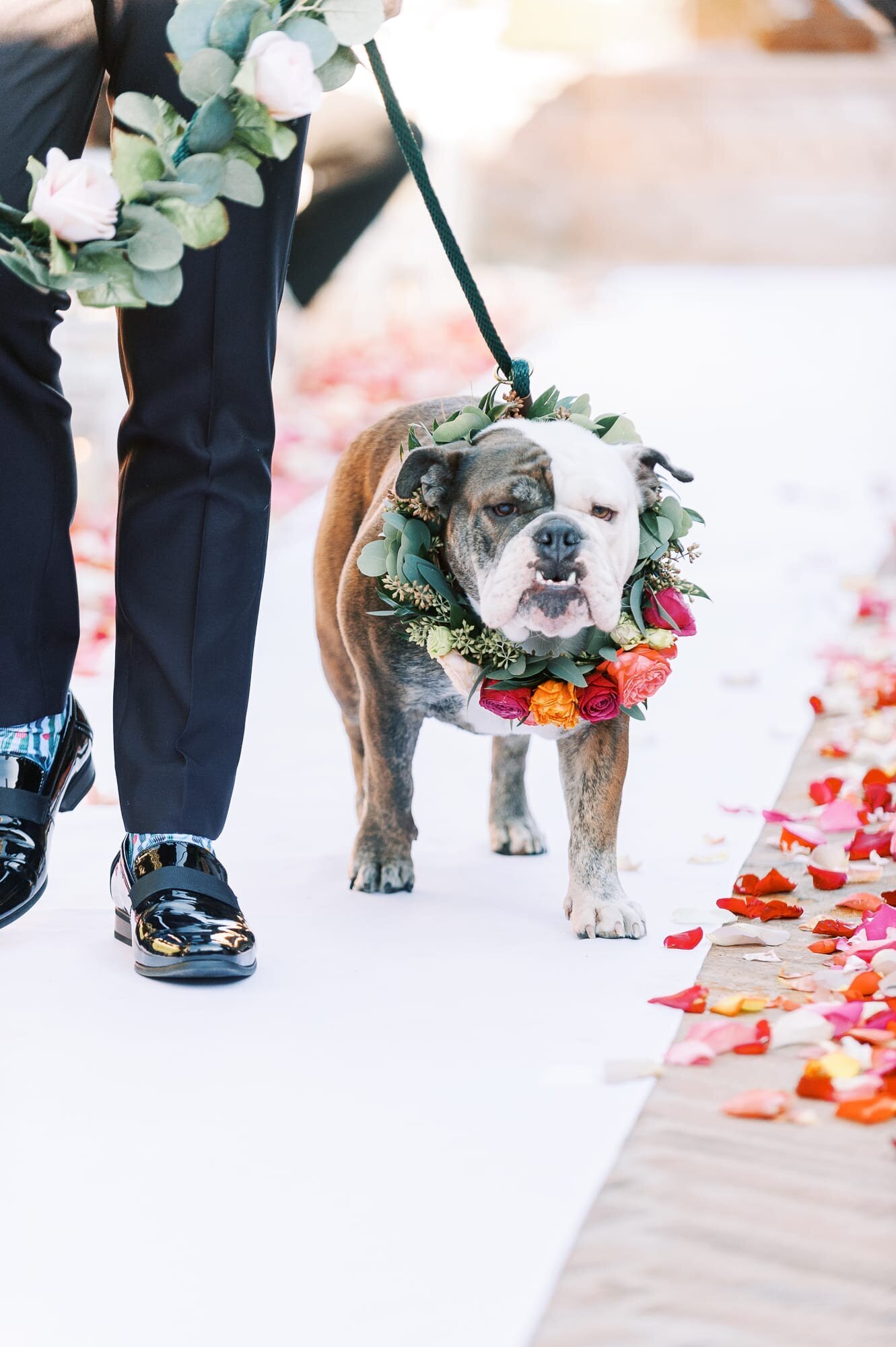 Penny, the english bulldog was the flower girl at this Villa Siena wedding.