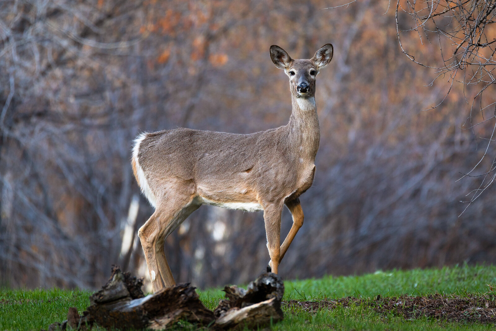 2020-04-24-75A2702-deer-hulse-backyard