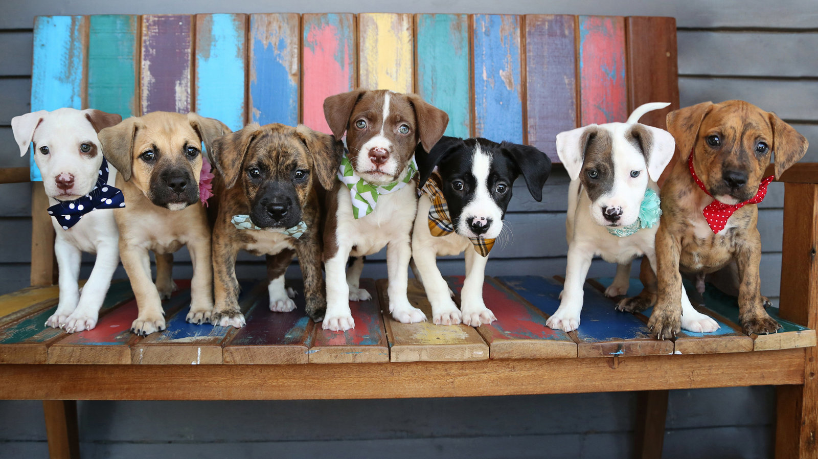 rescue-puppies-seven-peanuts gang
