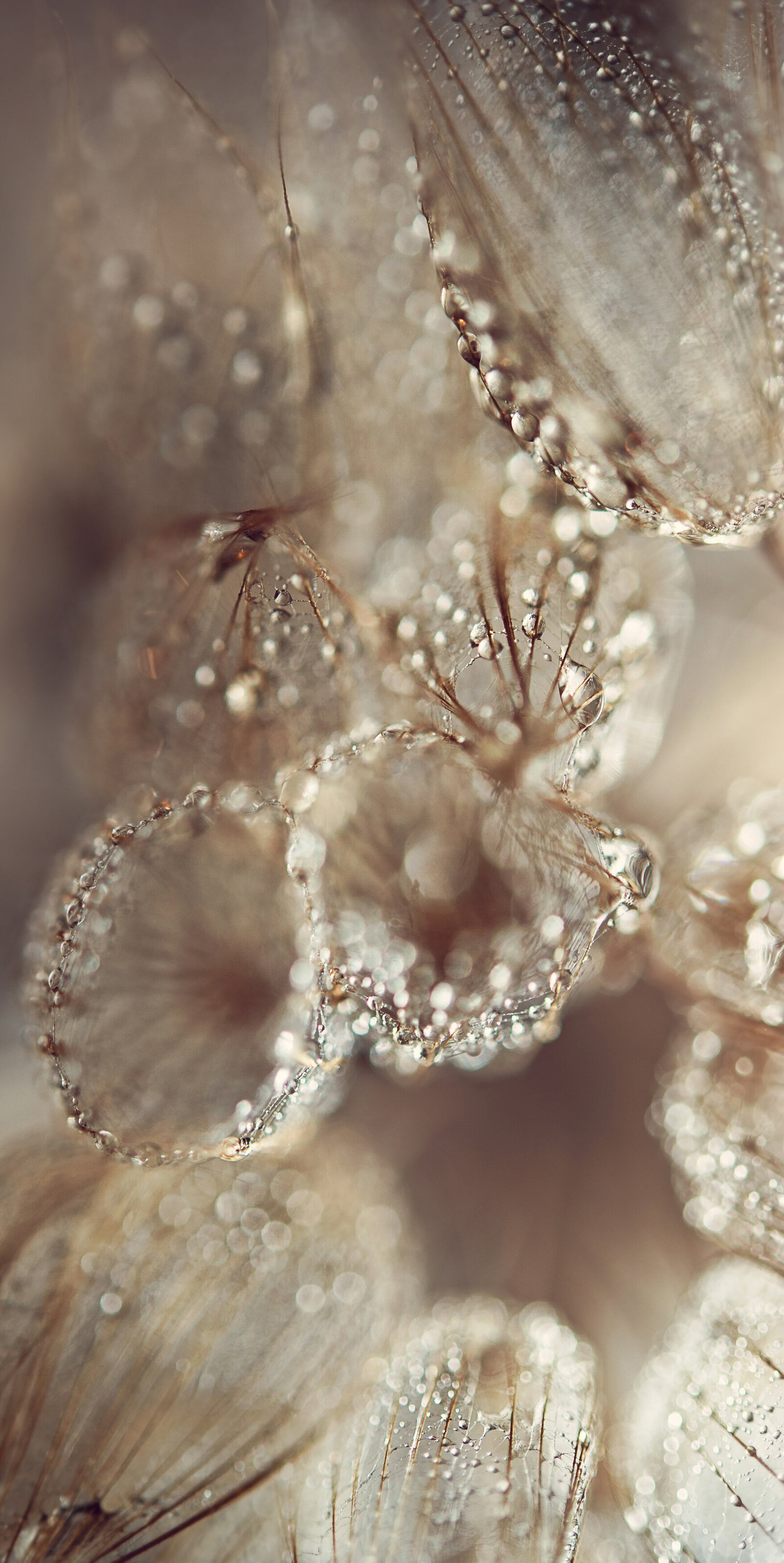 liz allen photography droplets on dandelion-2