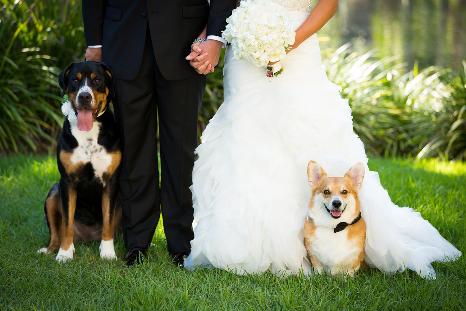 Puppies of honor at Paradise Point wedding