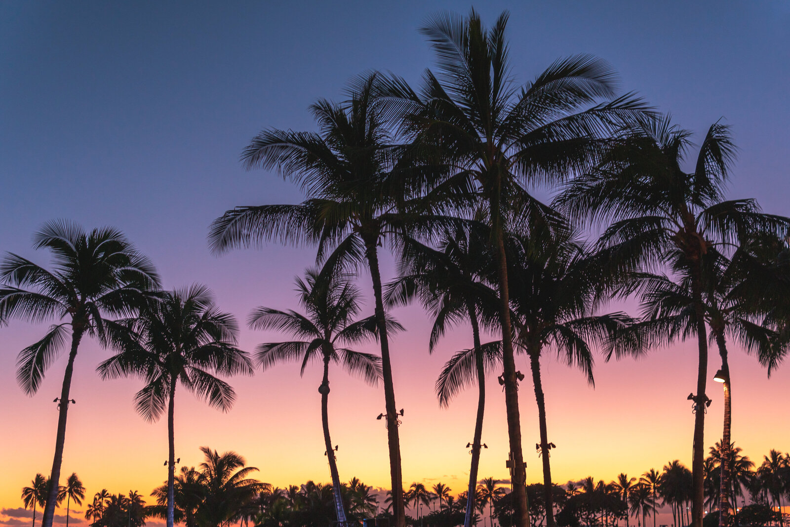 Oahu-Palm-Trees-Sunset