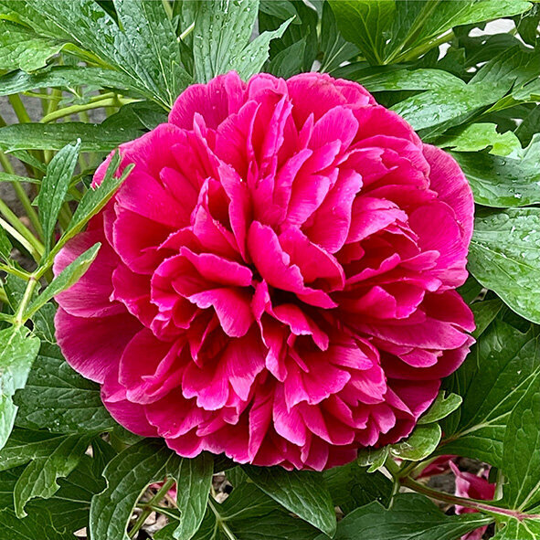 Pink Flower