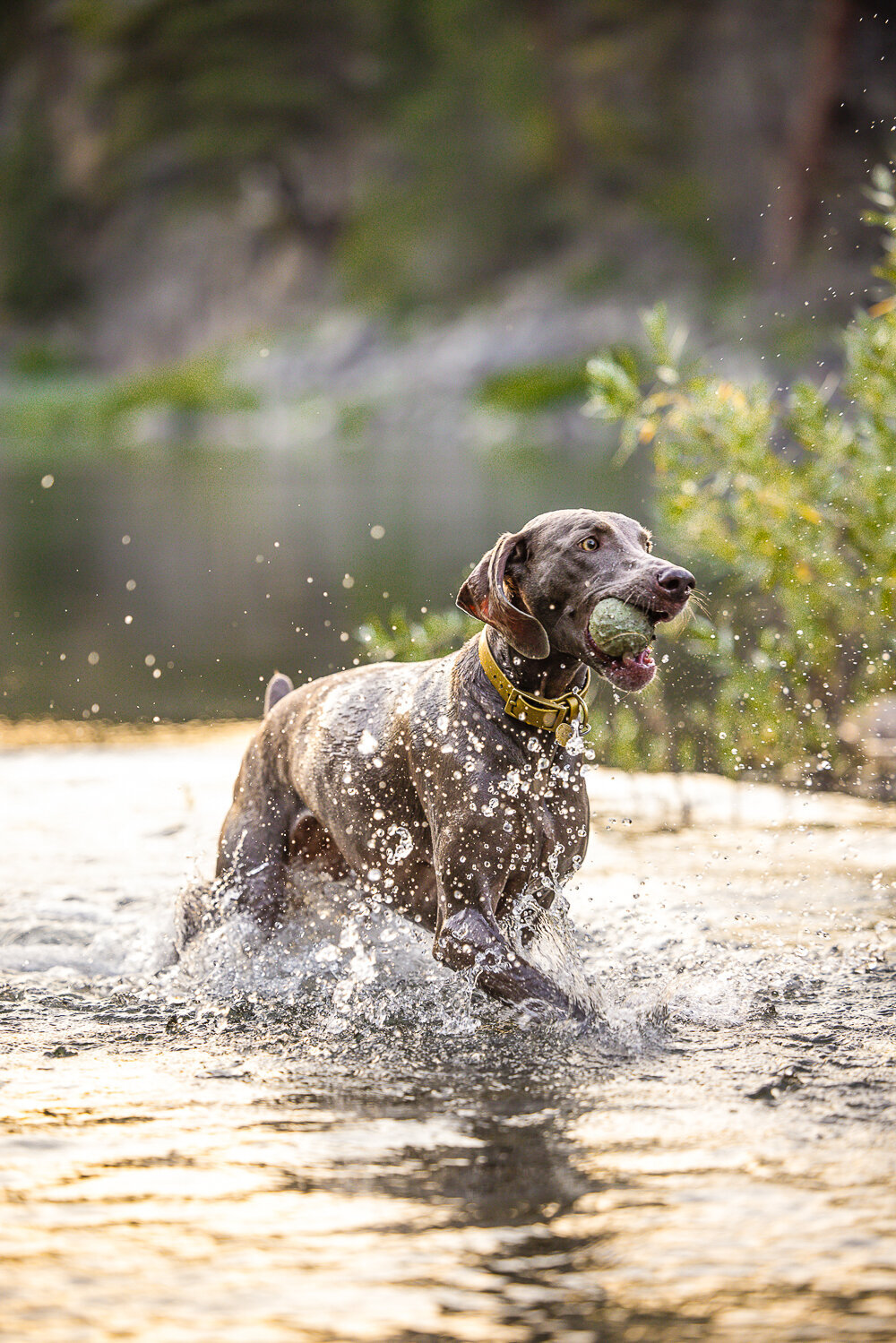 canine_hounds_dog_portraits_sessions_puppy  (12)