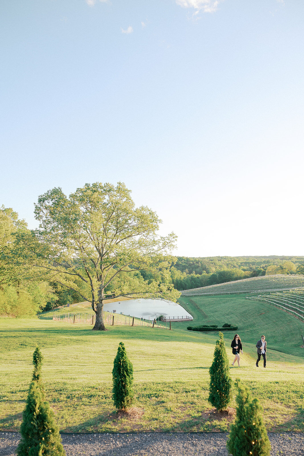 people walking on the grass at montaluce vineyard