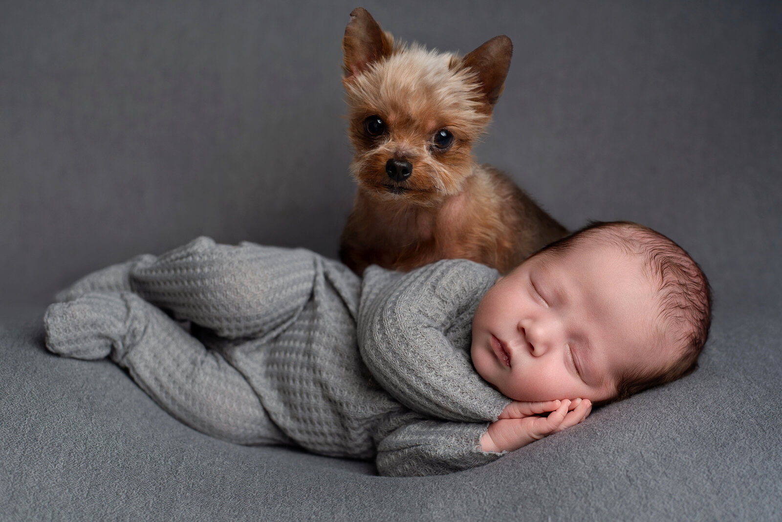 baby photoshoot newborn with a pet yorkie in the photoshoot utah photographer professional photo