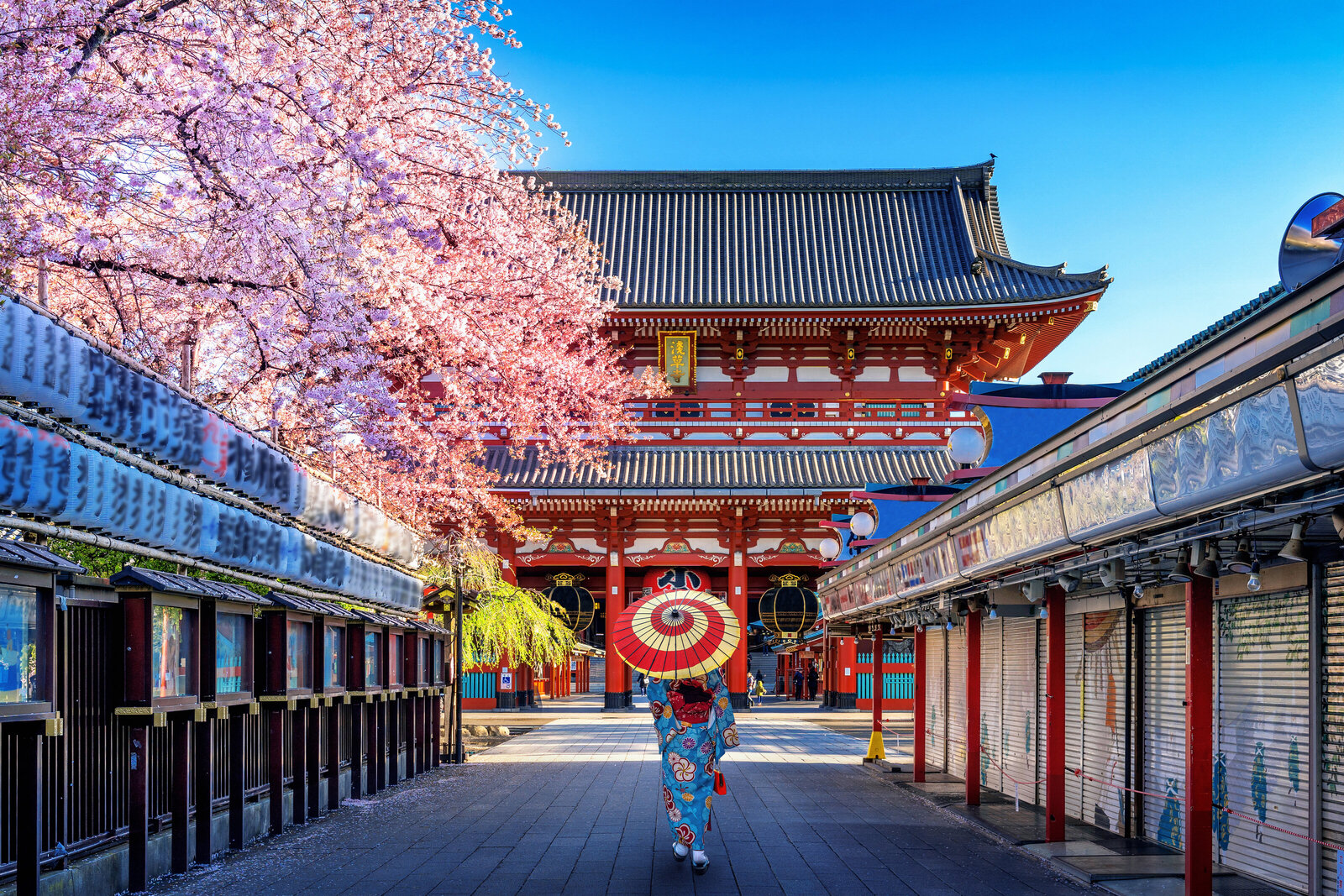 A person stands beneath cherry blossoms in Japan, surrounded by traditional architecture, celebrating cultural beauty.