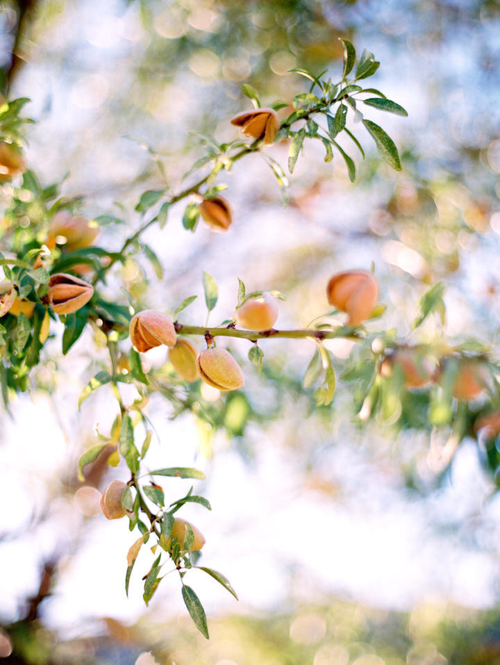 almond tree