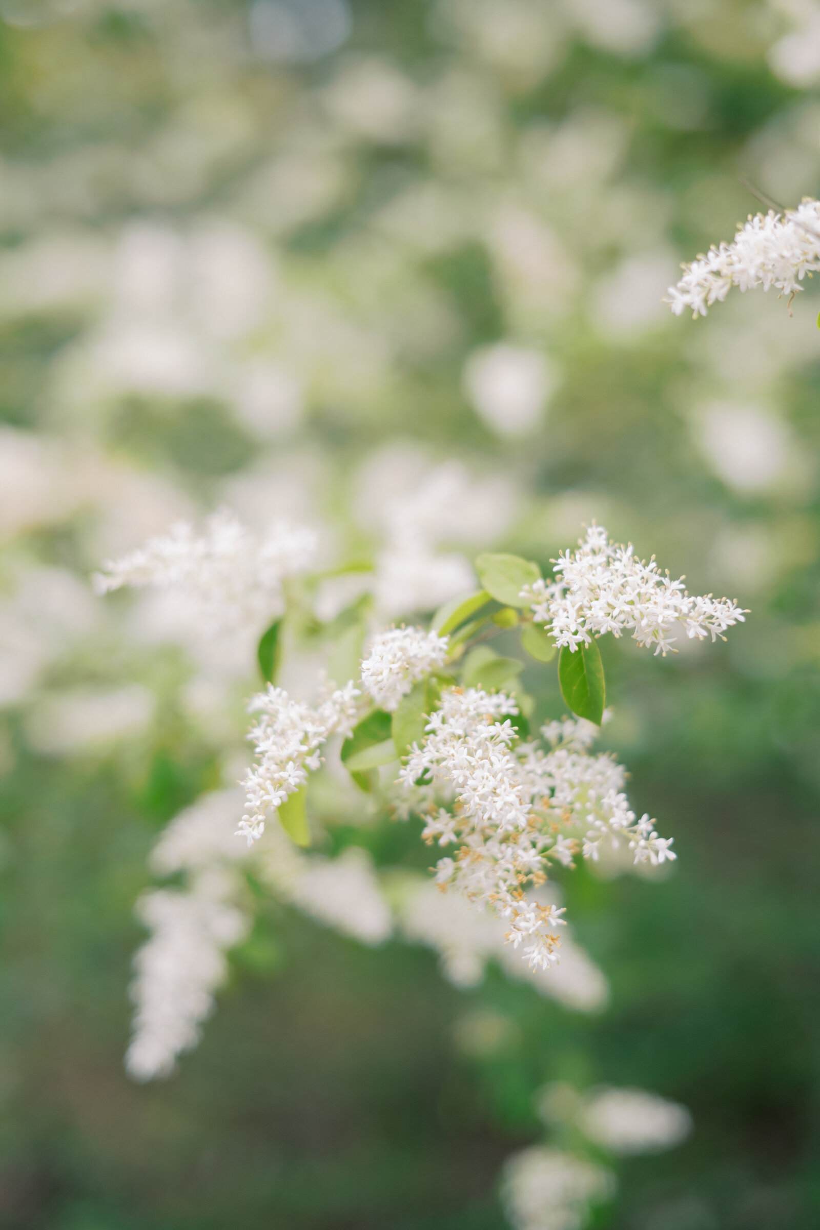 MarkieMicaPhotography-0961