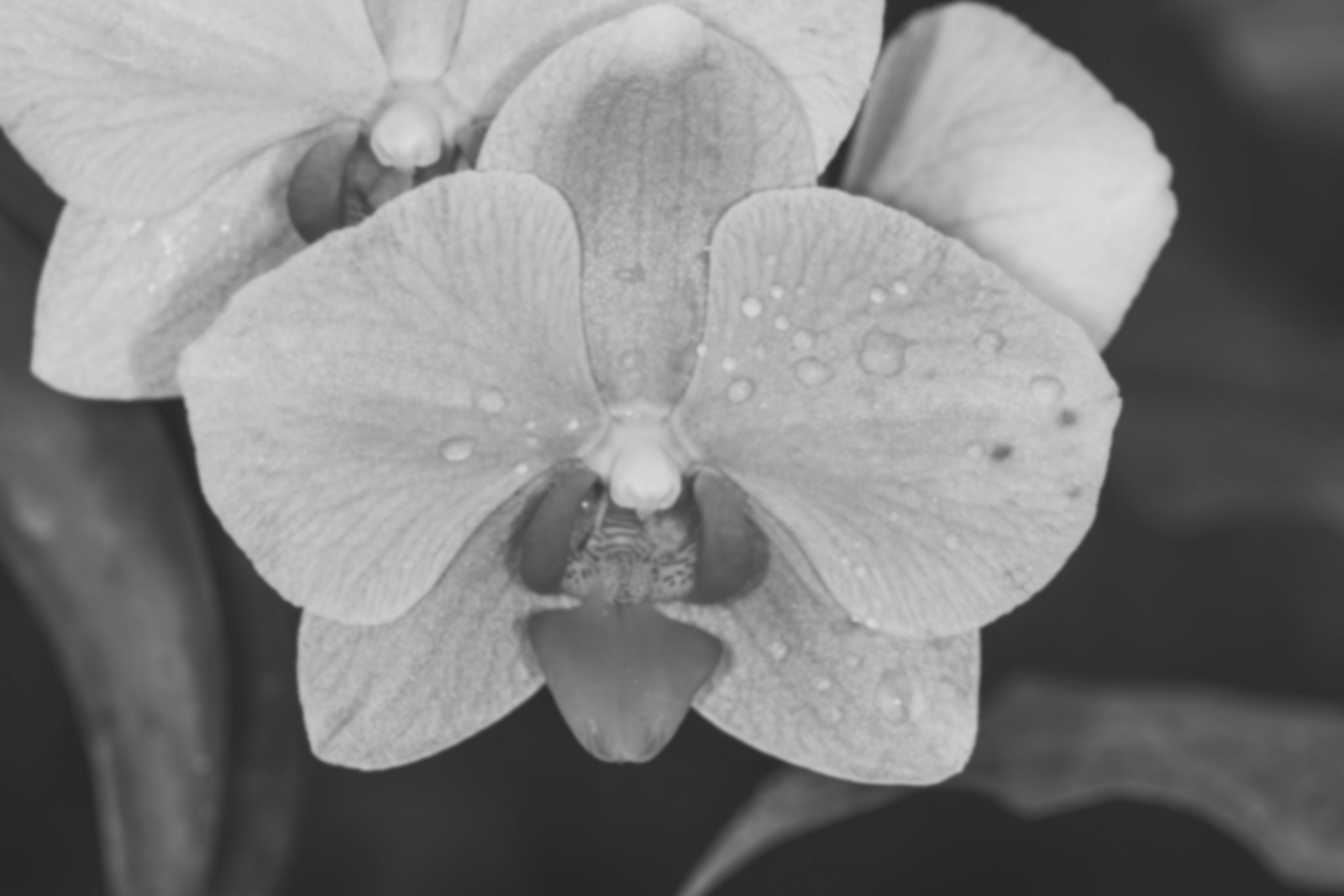 Orchid banner image