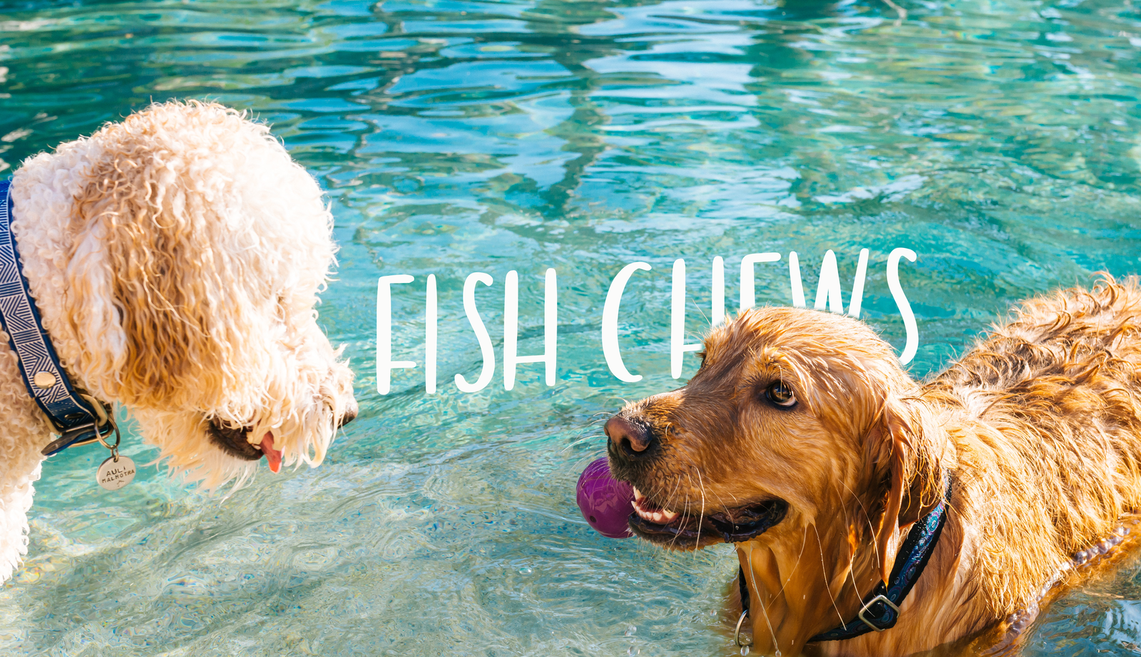 fish-chews-header