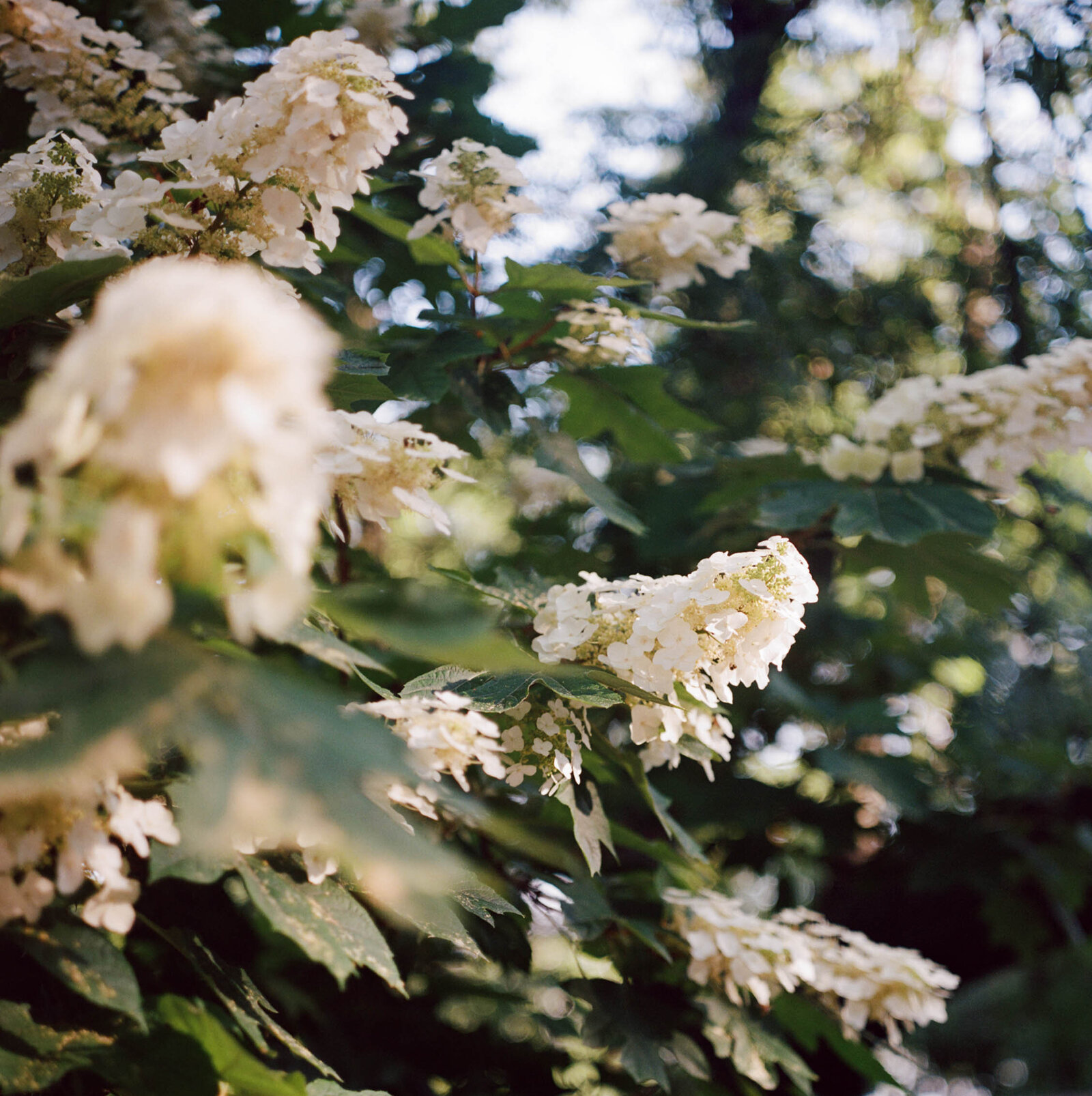 nyc-portrait-photography-on-film-by-shannon-mclaughlin