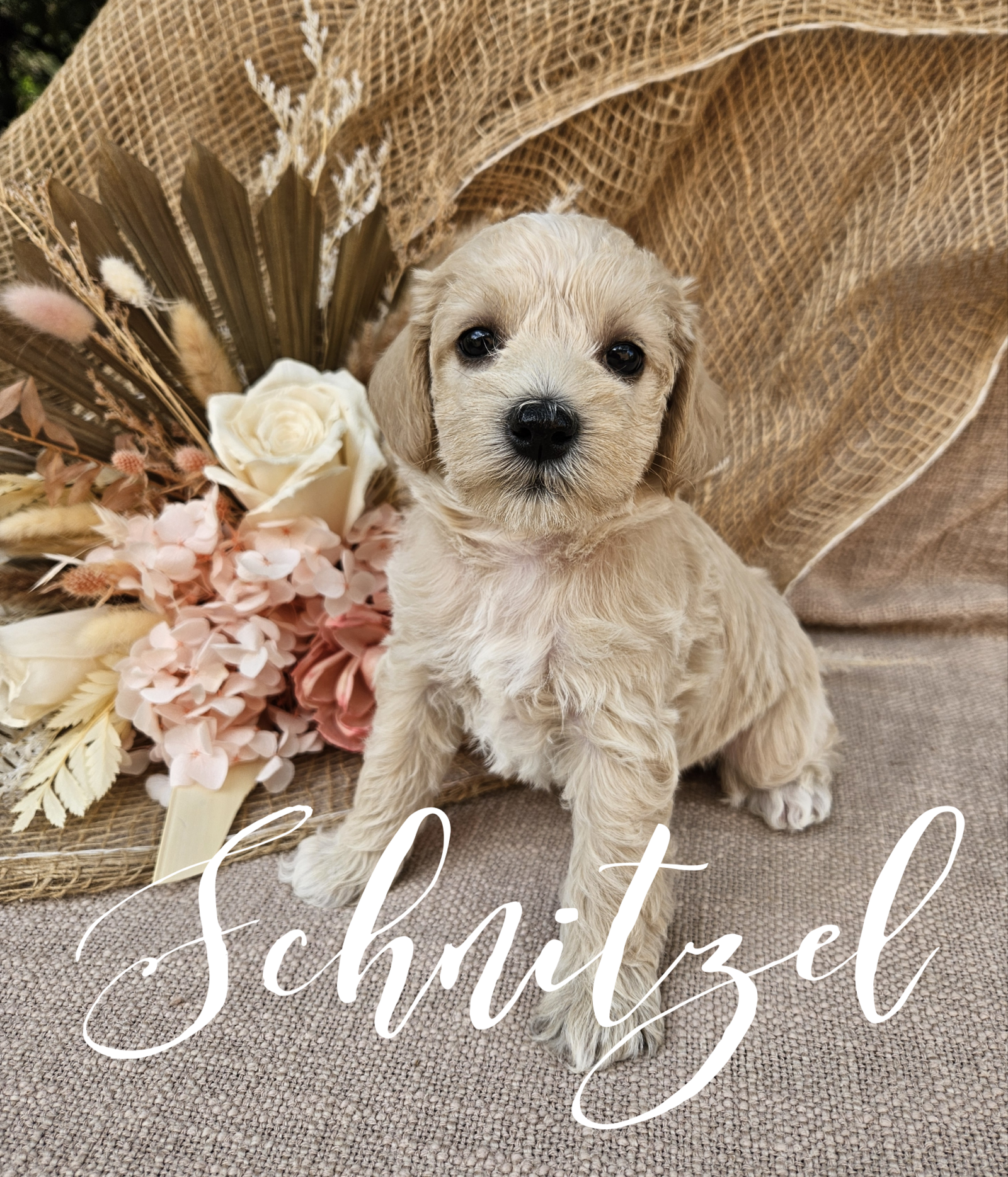 Schnitzel 5 wks