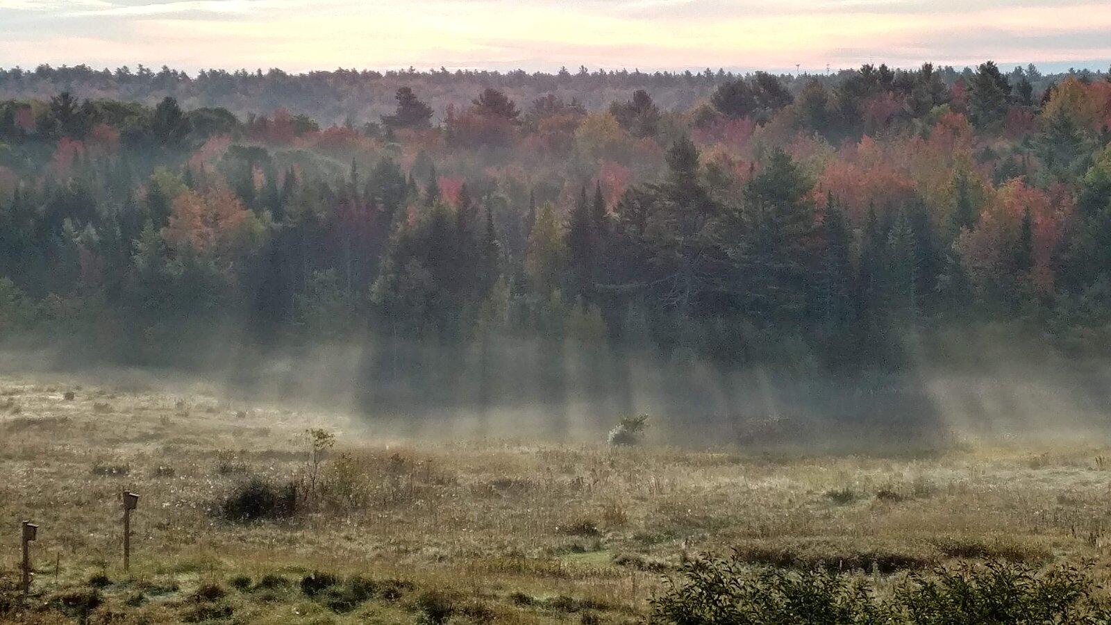 misty forest