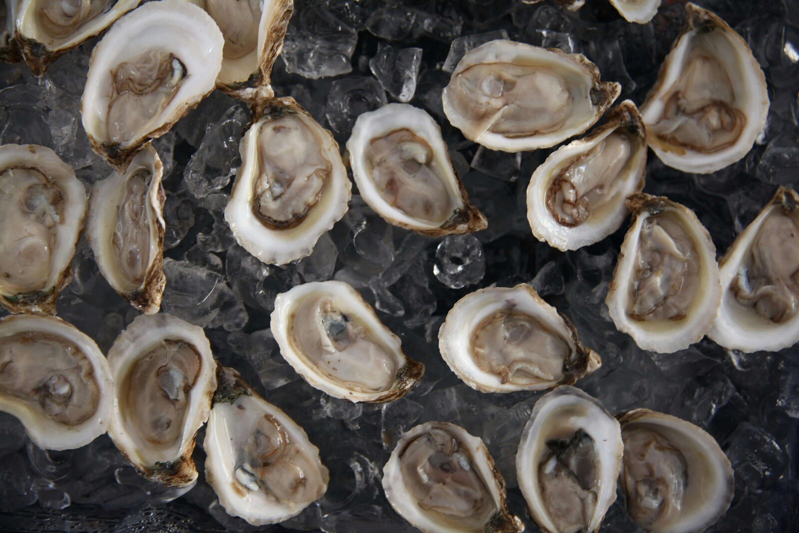 New Zealand oysters sitting on top of ice ready to serve for an event