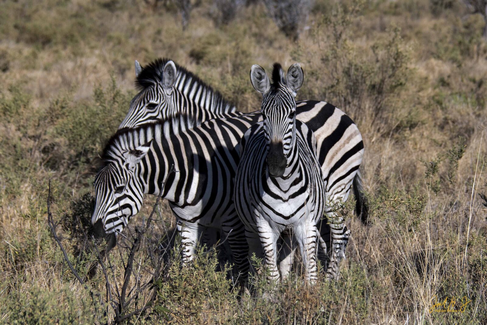 2017 Zebra (4)