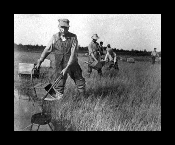 Gen 1 - Hand Raking Cranberries