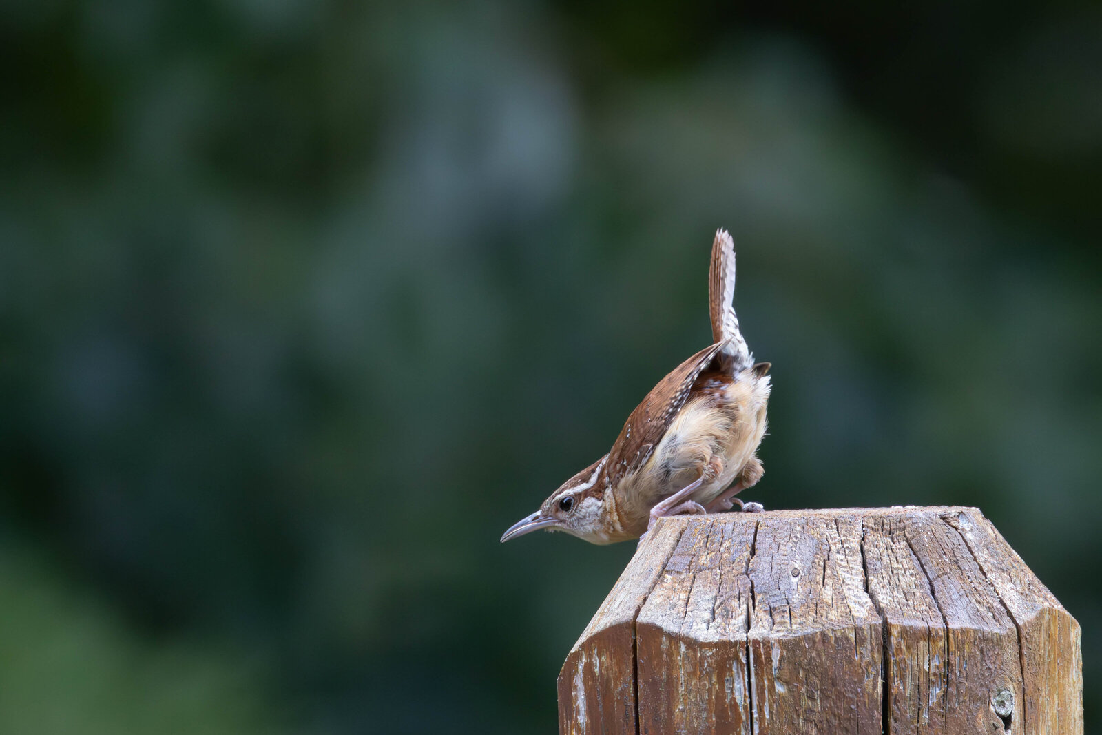 Carolina Wren_Beastbird Media