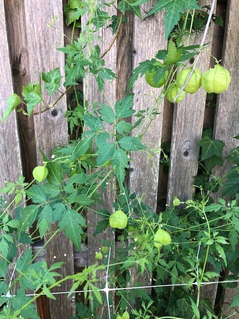Love in a puff vine