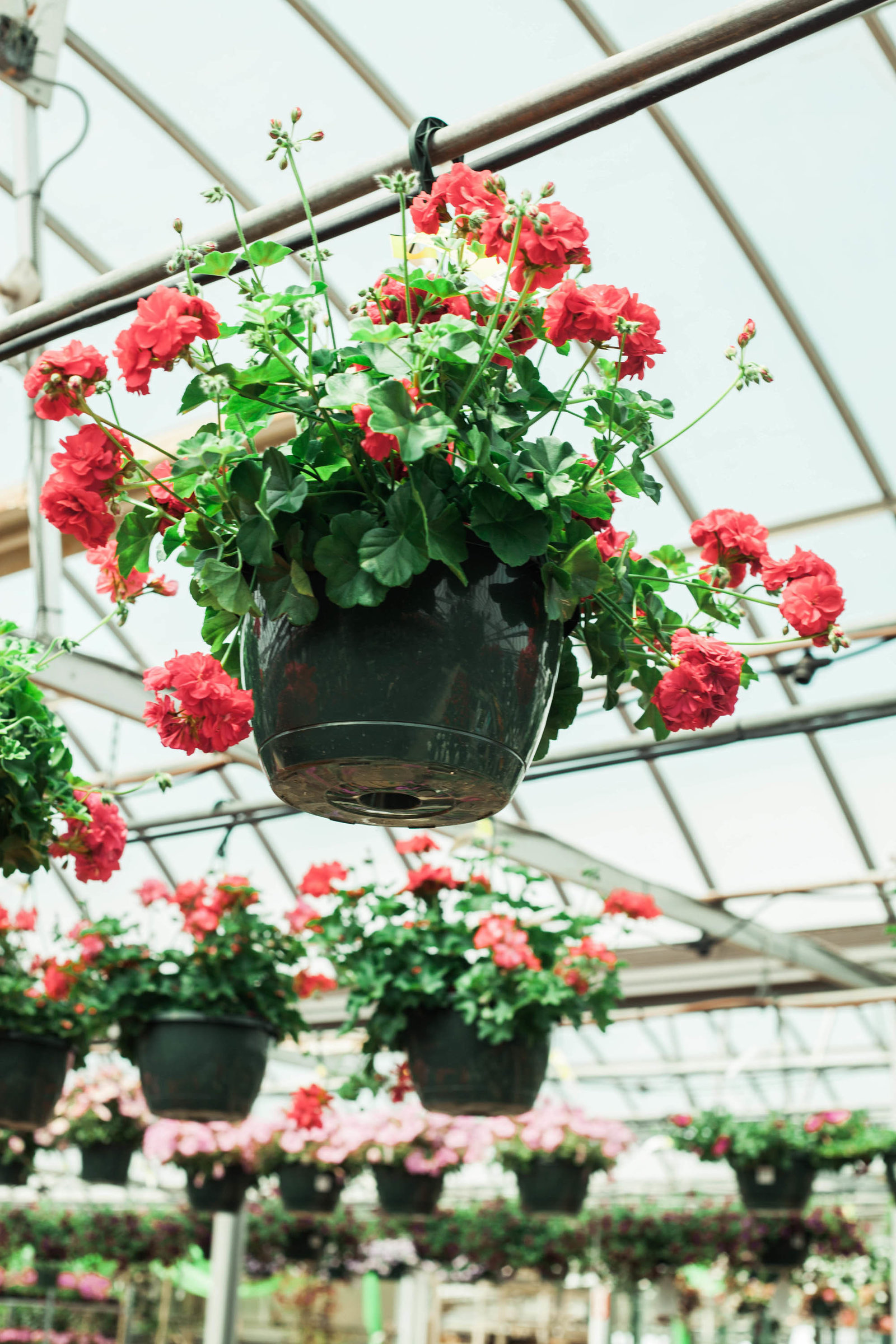 red-flower-hanging-garden-nature-pennsylvania-kate-timbers-photography-2296