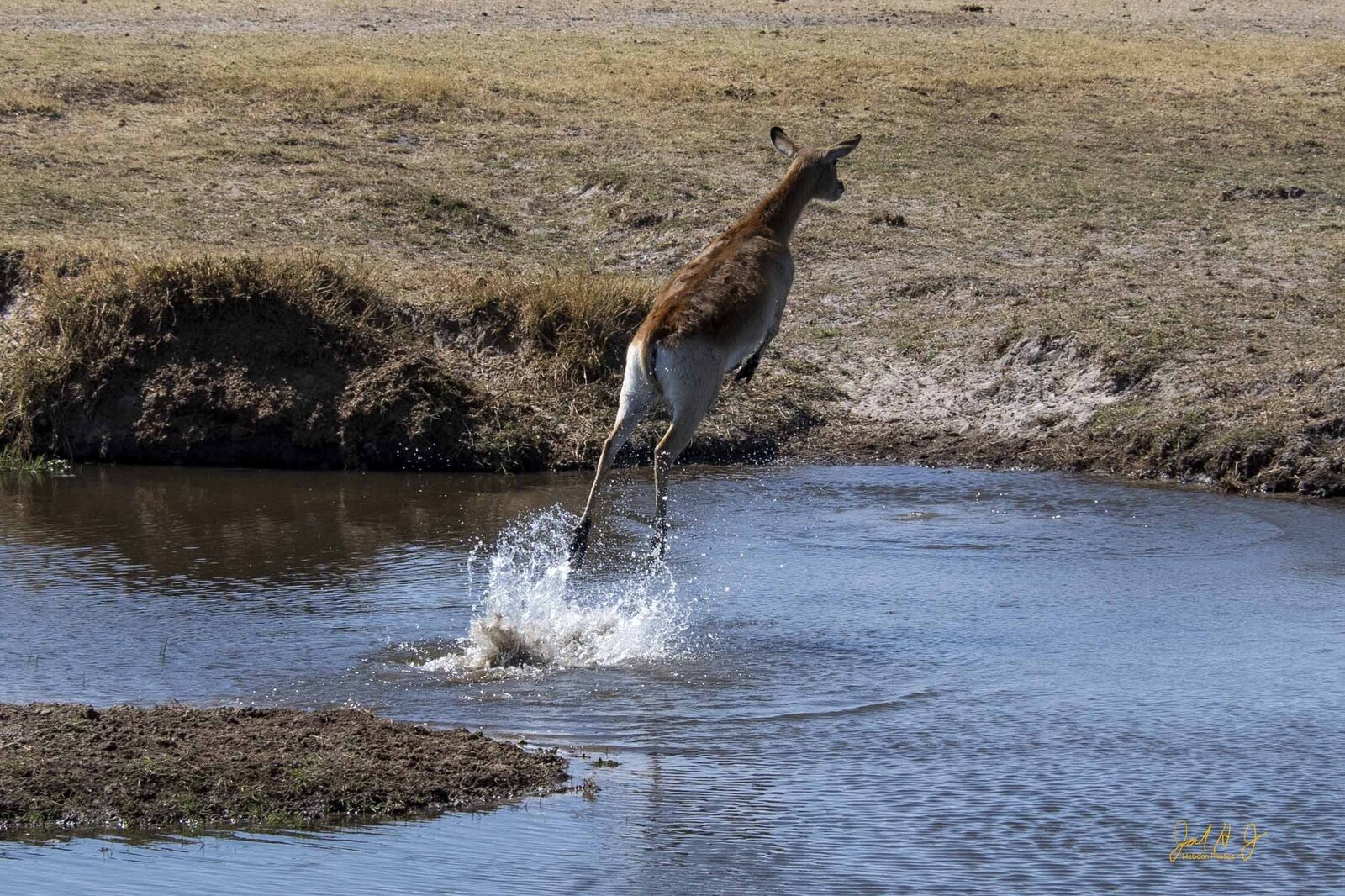 2019 Red Lechwe (1)