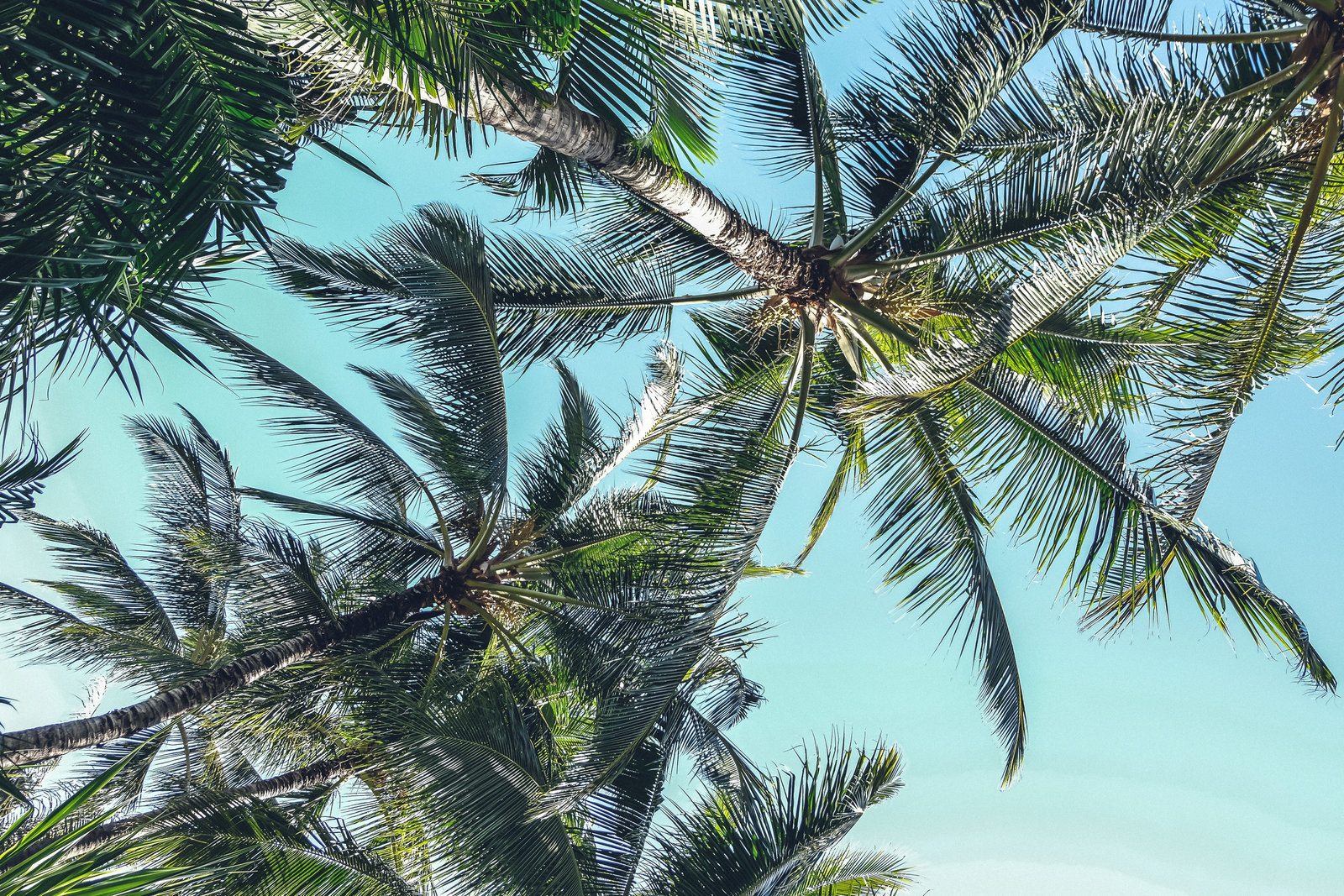 Palm trees and sky