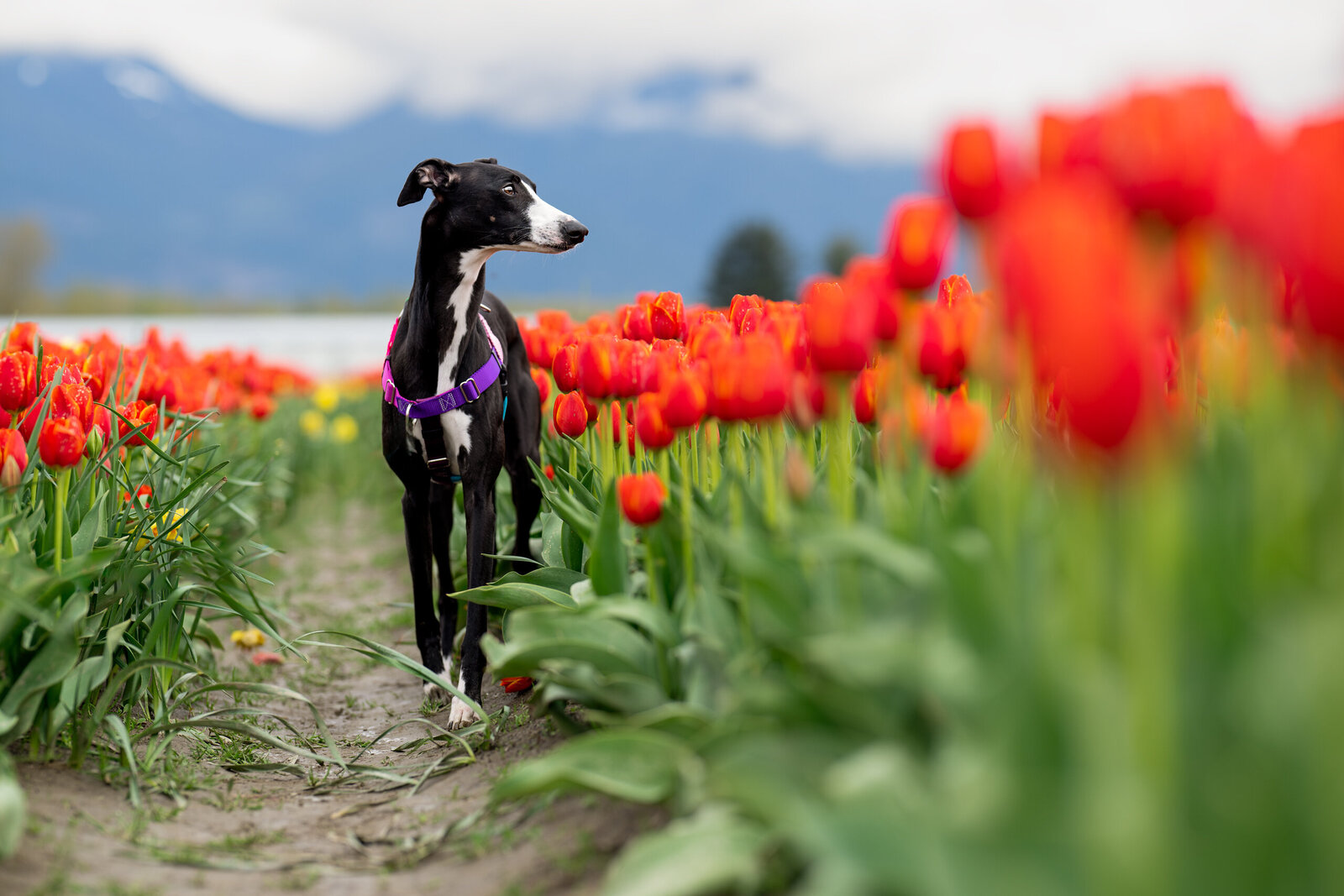 Pets-through-the-Lens-Photography-Harrison—Tulip-Festival-Whippet-Photoshoot-Session