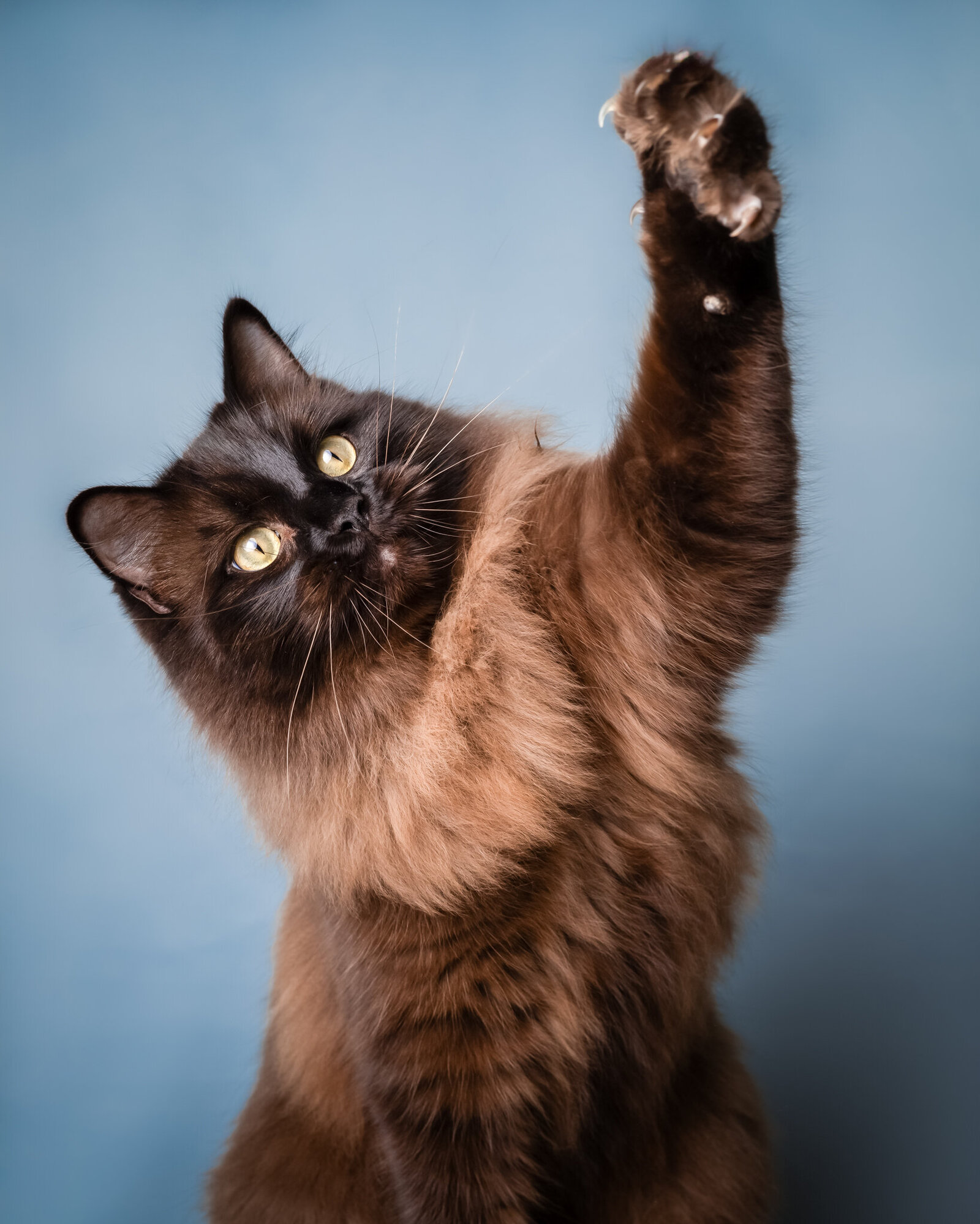 Katten fotografie-7