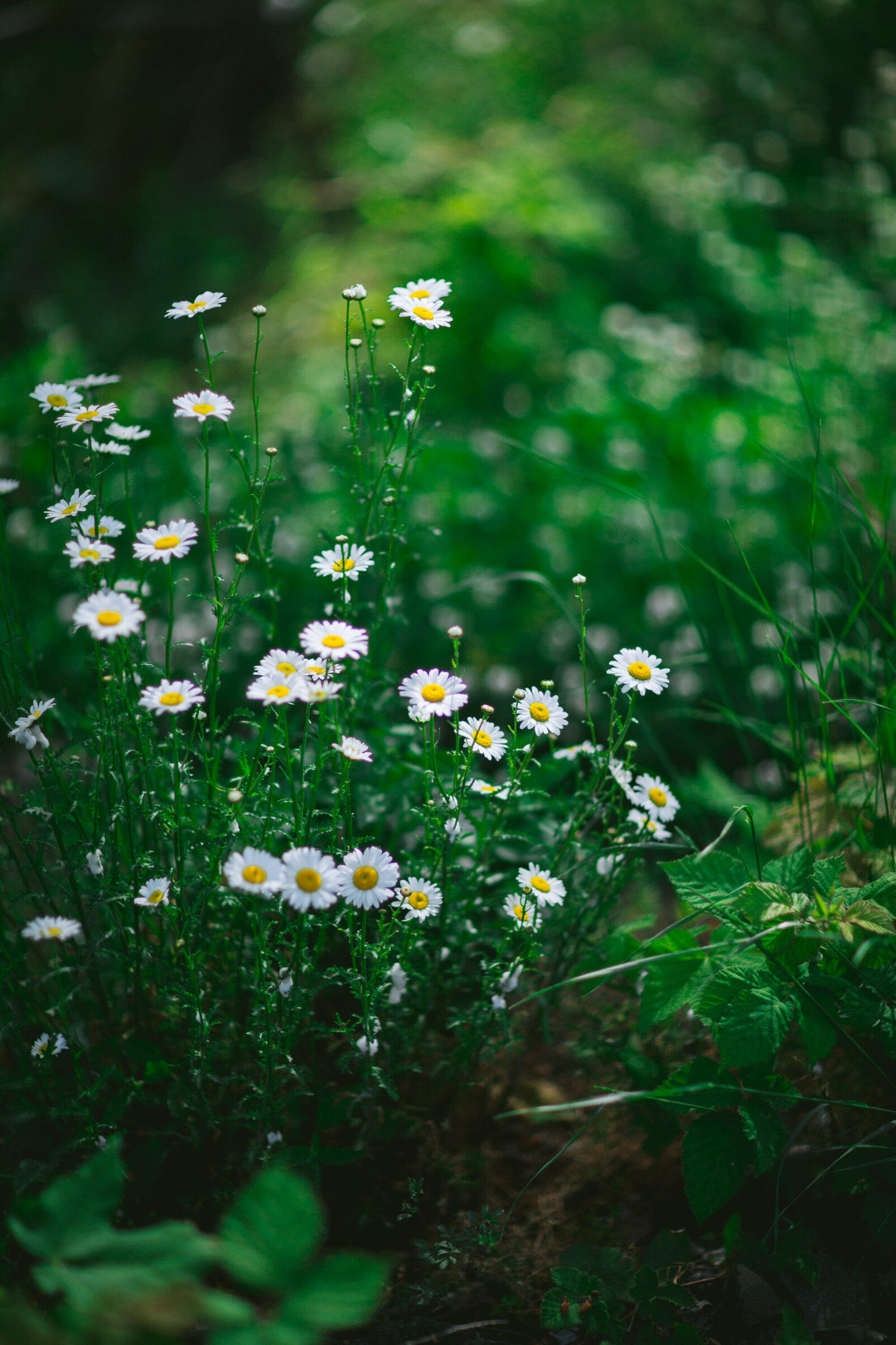 Wind River Homestead by Eva Kosmas Flores-23