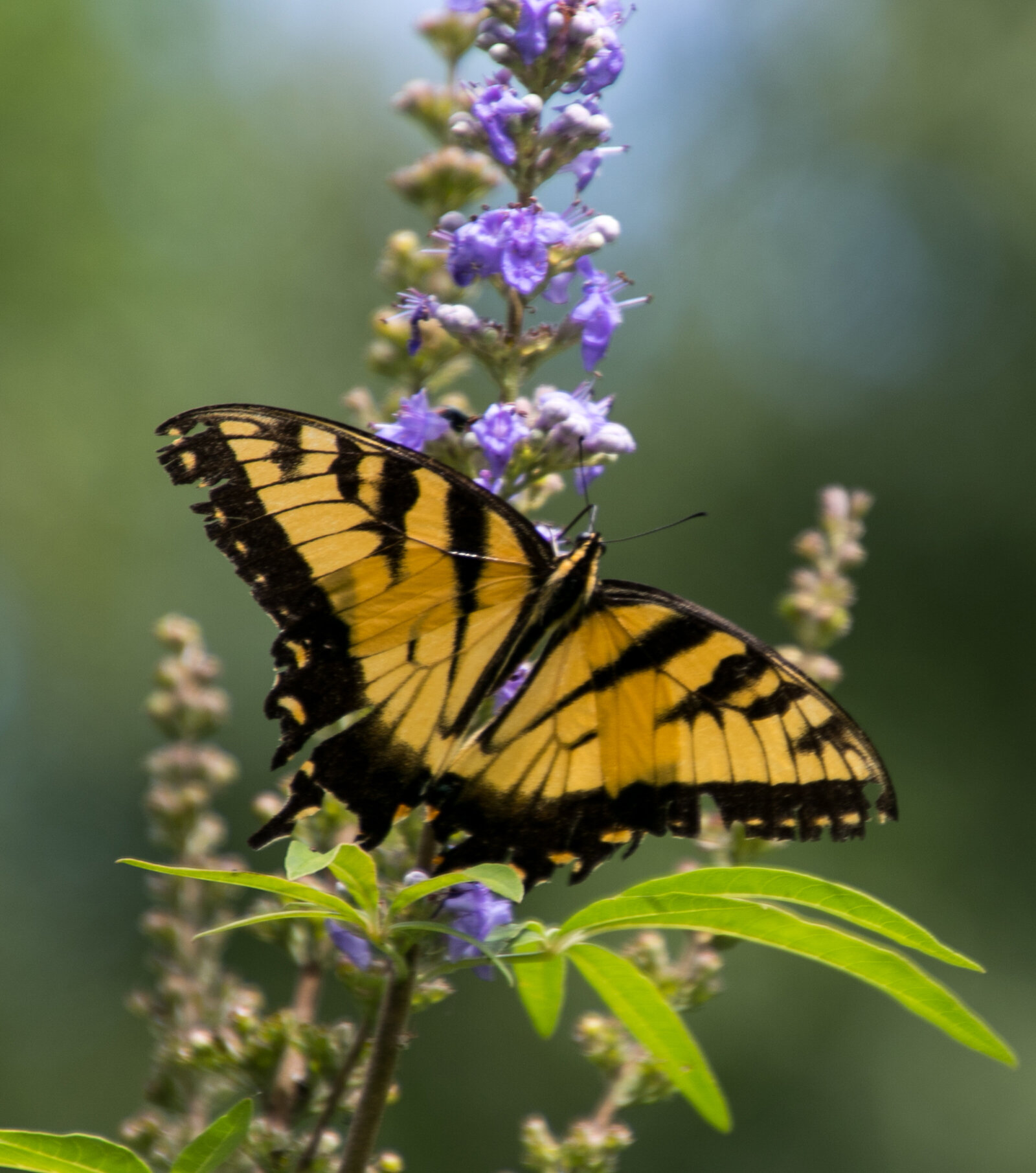 yellow monarch butterfly on purple bloom