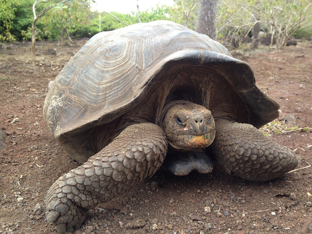 turtle-1204178_1280