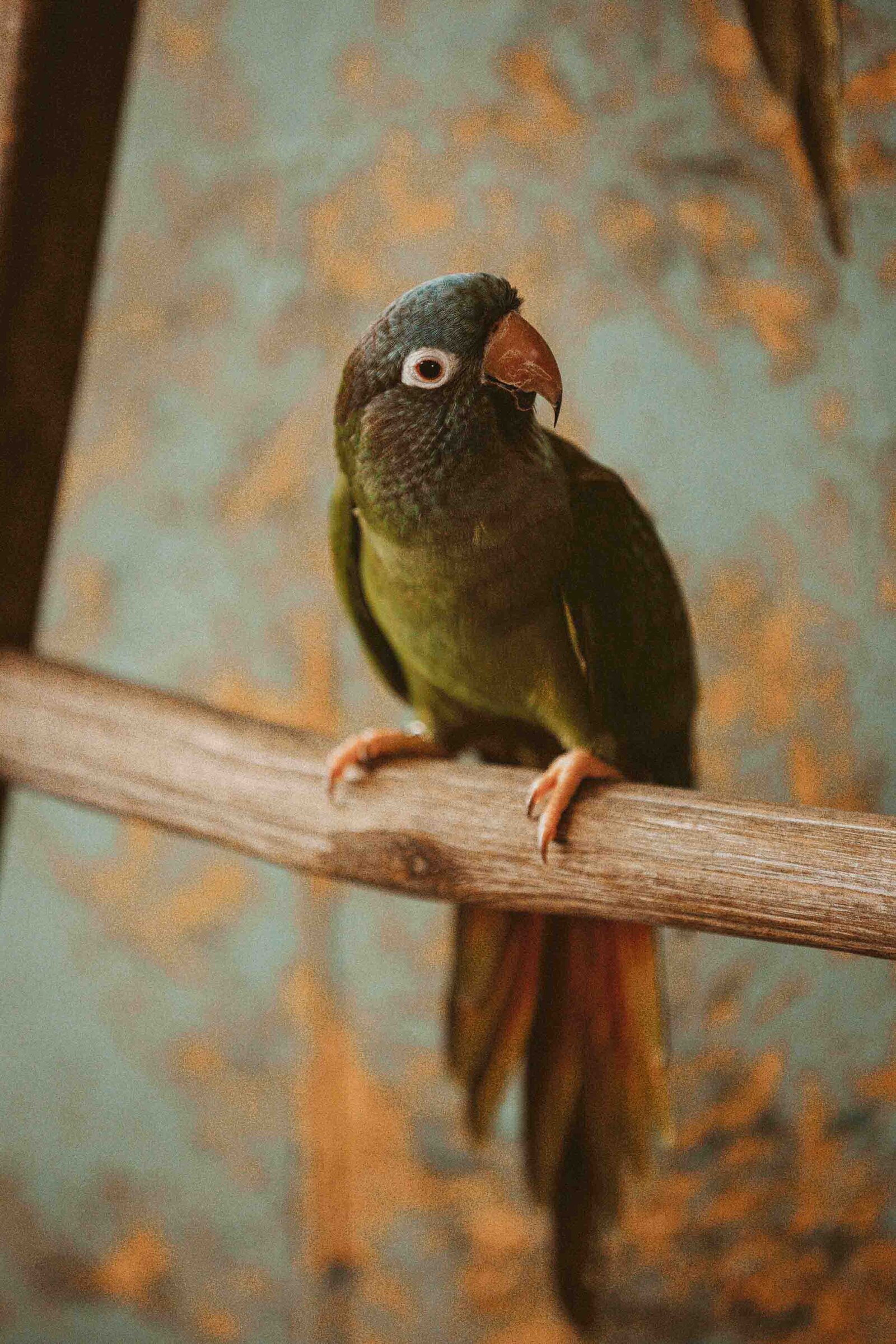 photo of a green bird 