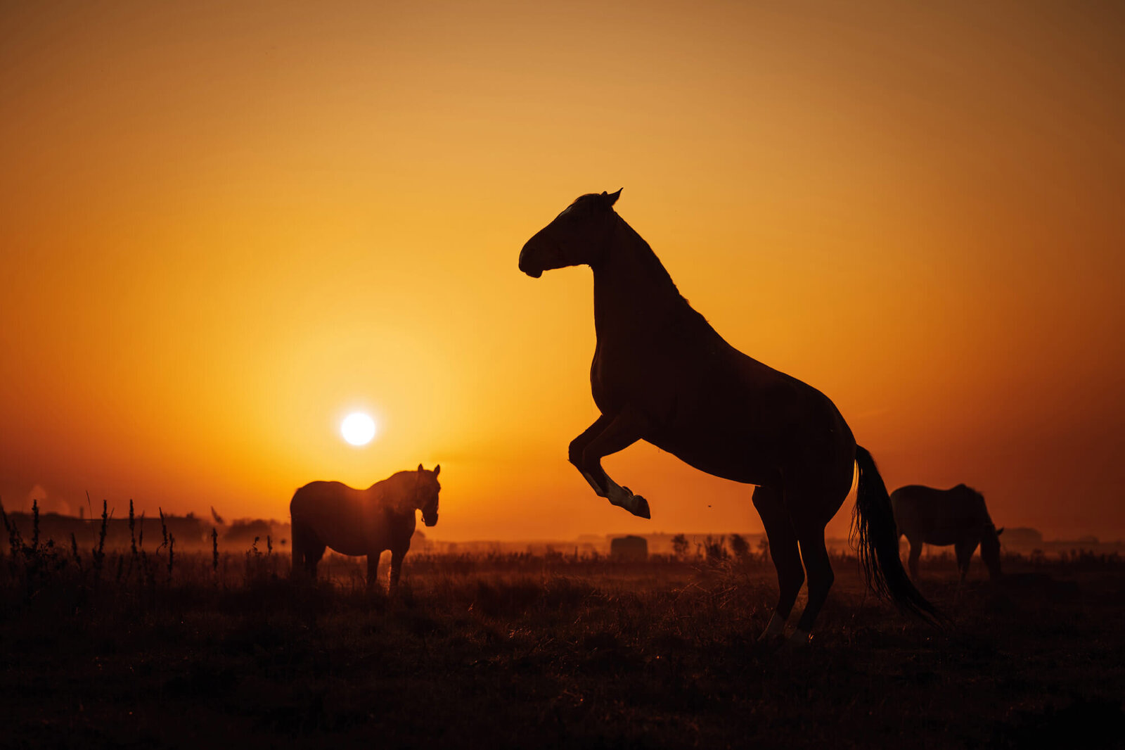 JNSW-Paard-Silhouette