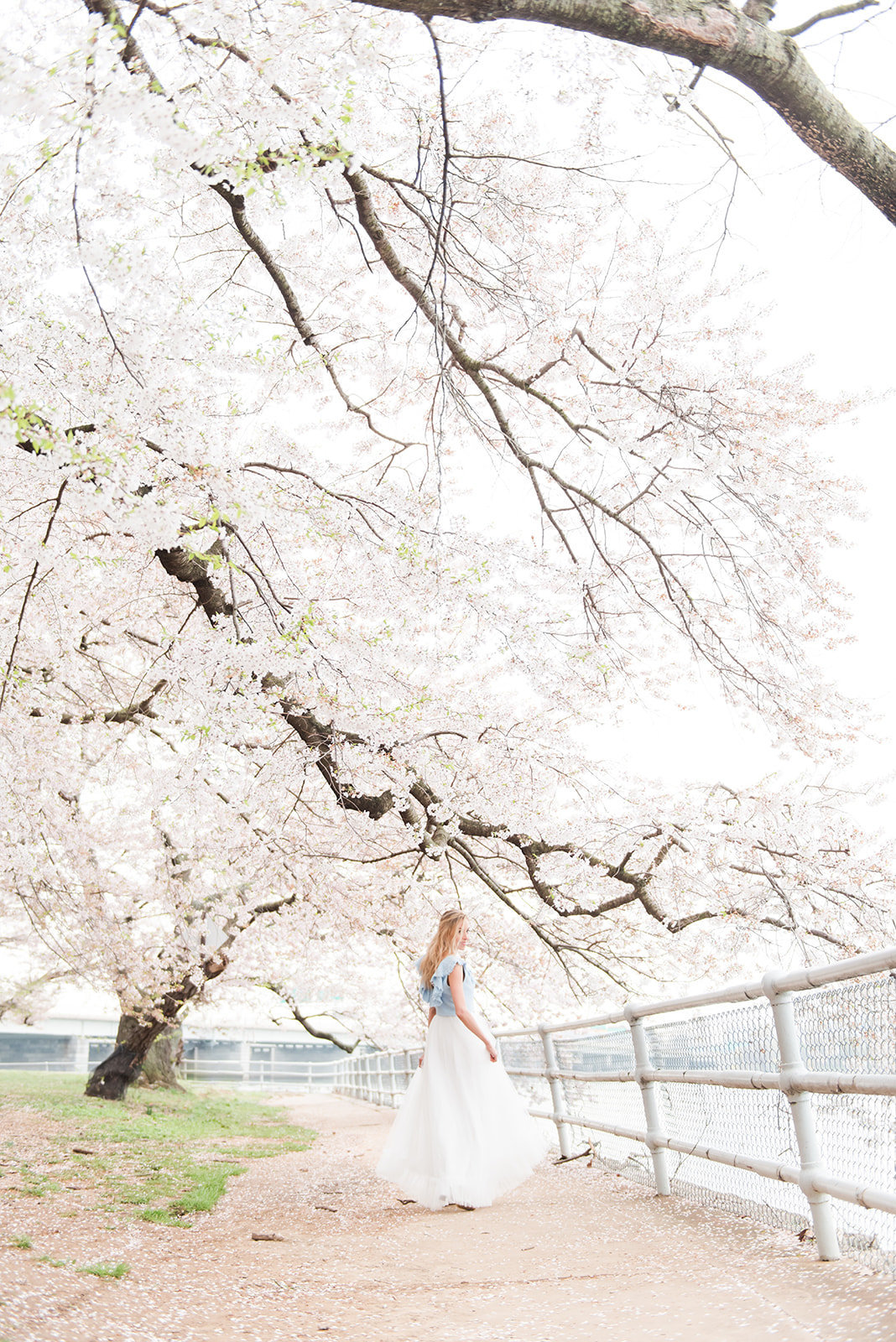 WASHINGTON_DC_CHERRY_BLOSSOMS_L+EJOFFOTO_-103