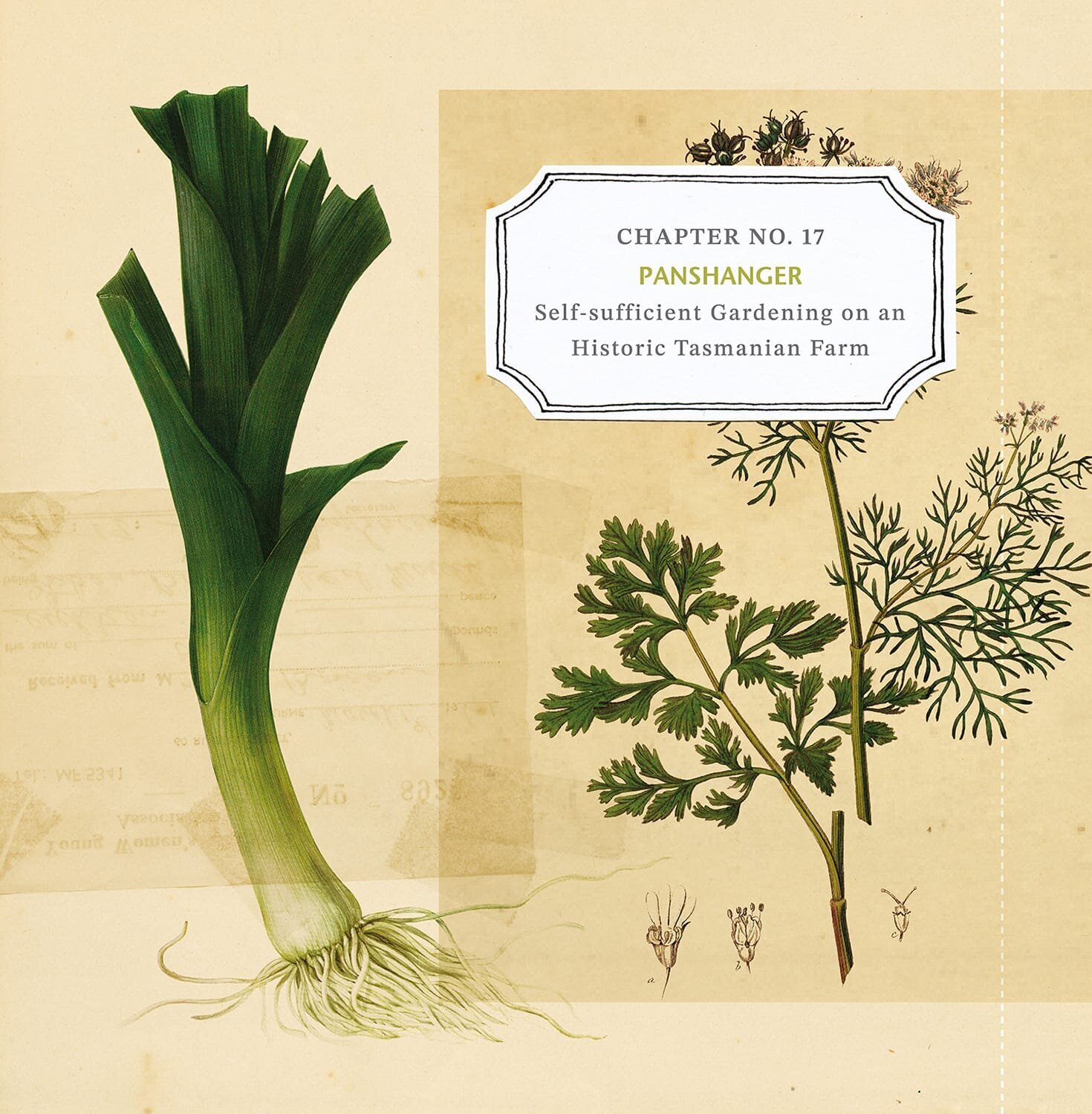 KITCHEN GARDENS_leek