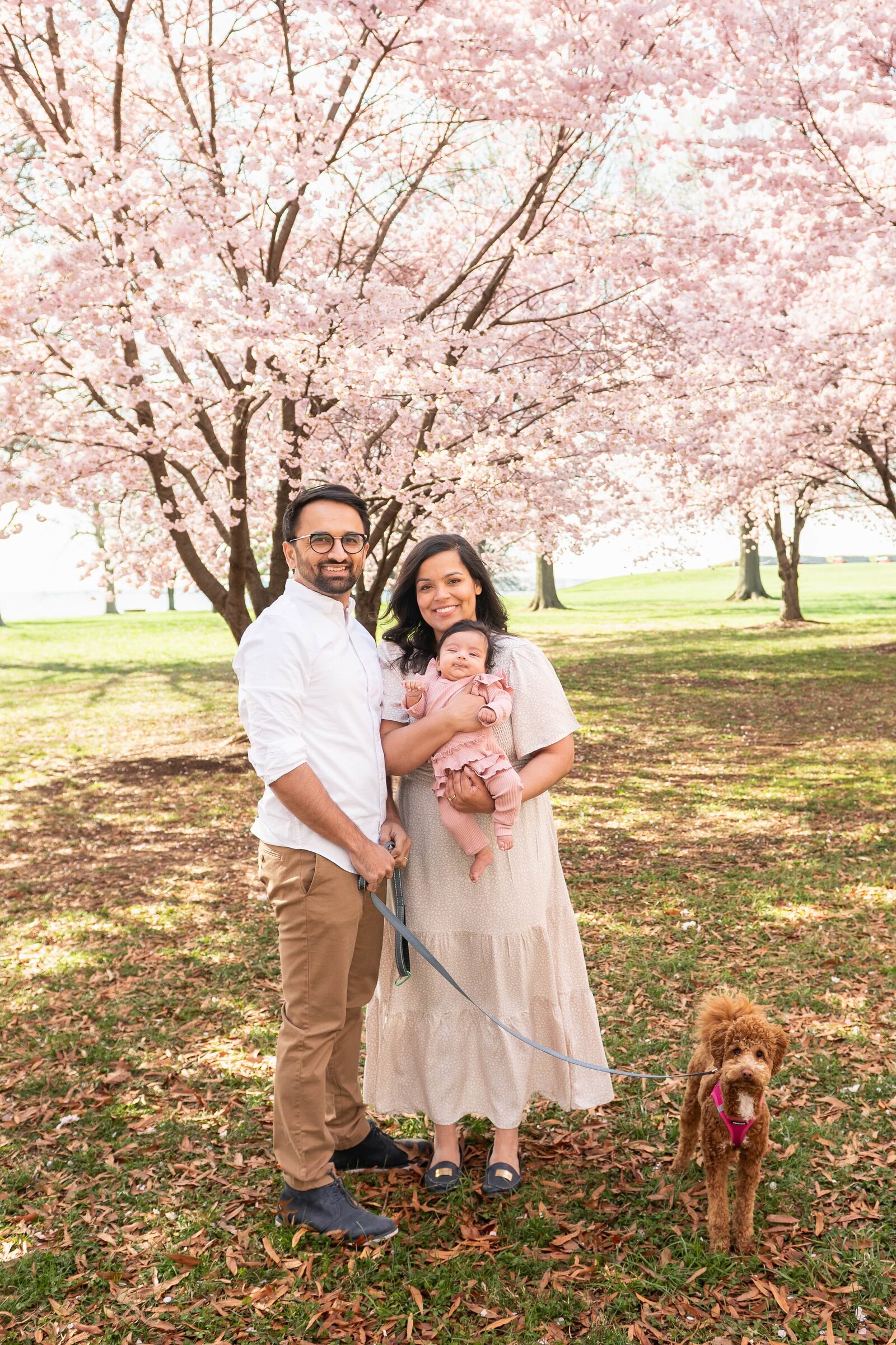 Family in a cherry blossom tree at Fort Mchenry in Baltimore during a family photography shoot.