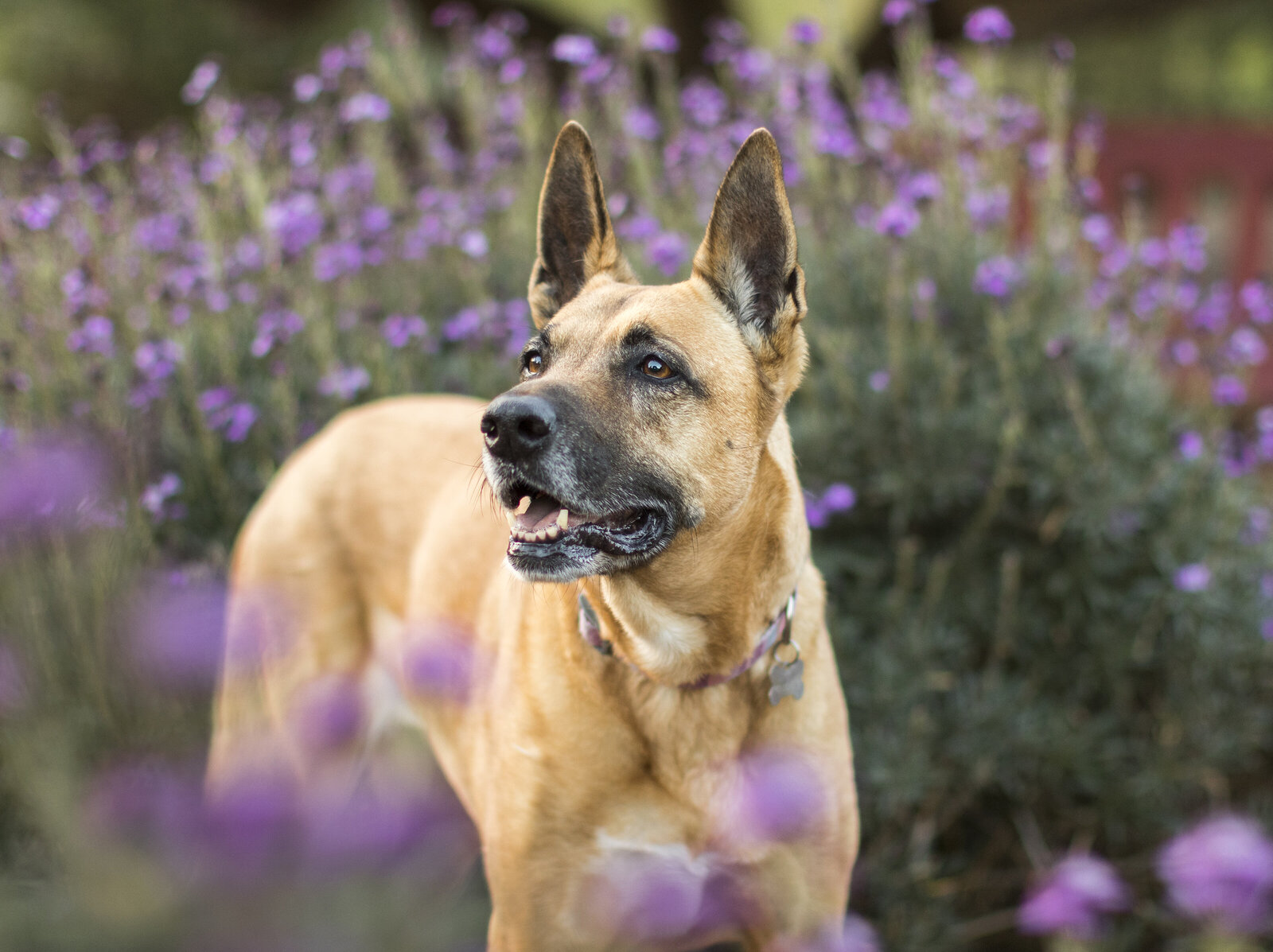 great_dog_photography