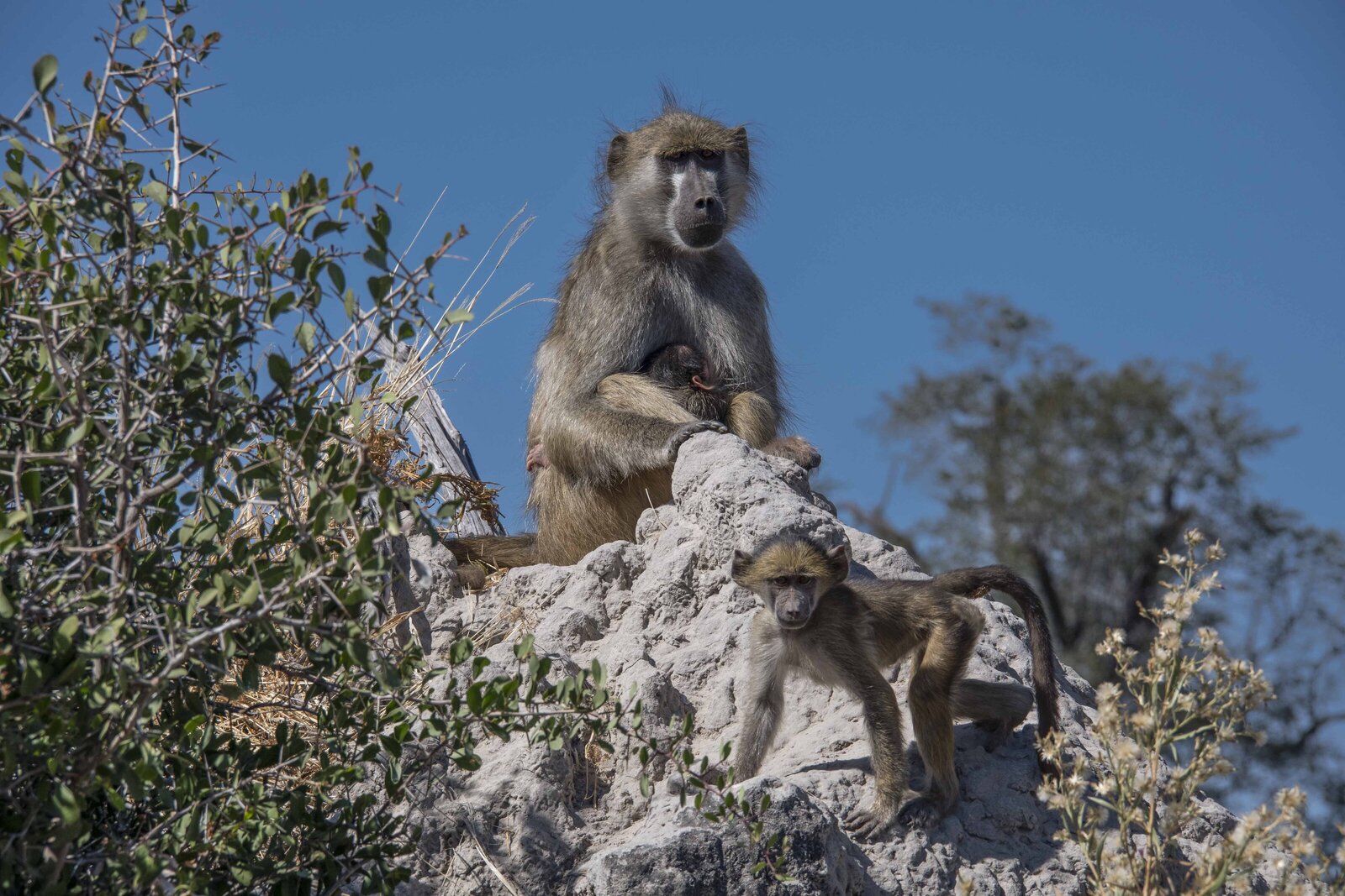 2017 Baboon (2)