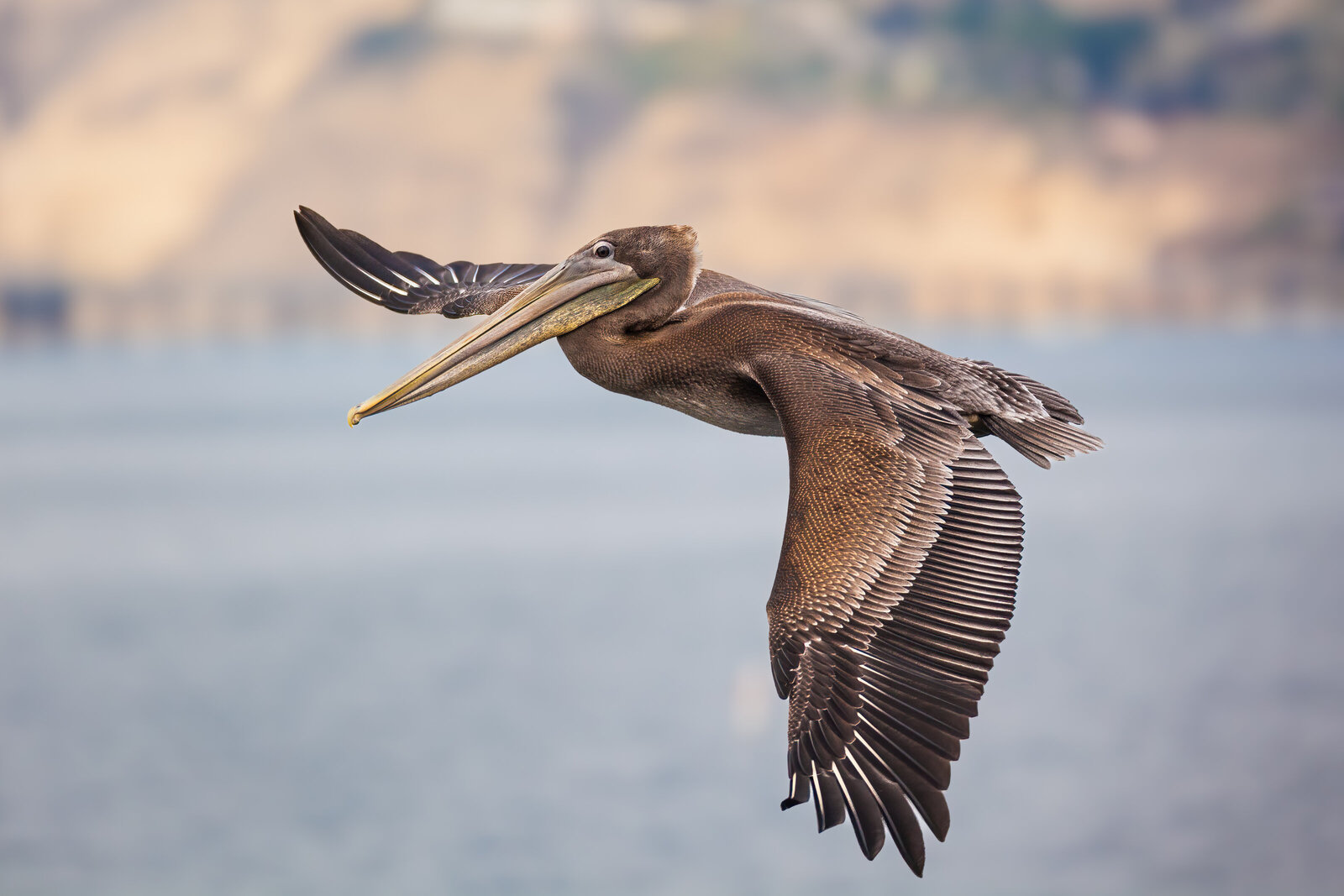 2017-08-11-8199-la-jolla-brown-pelican-Edit