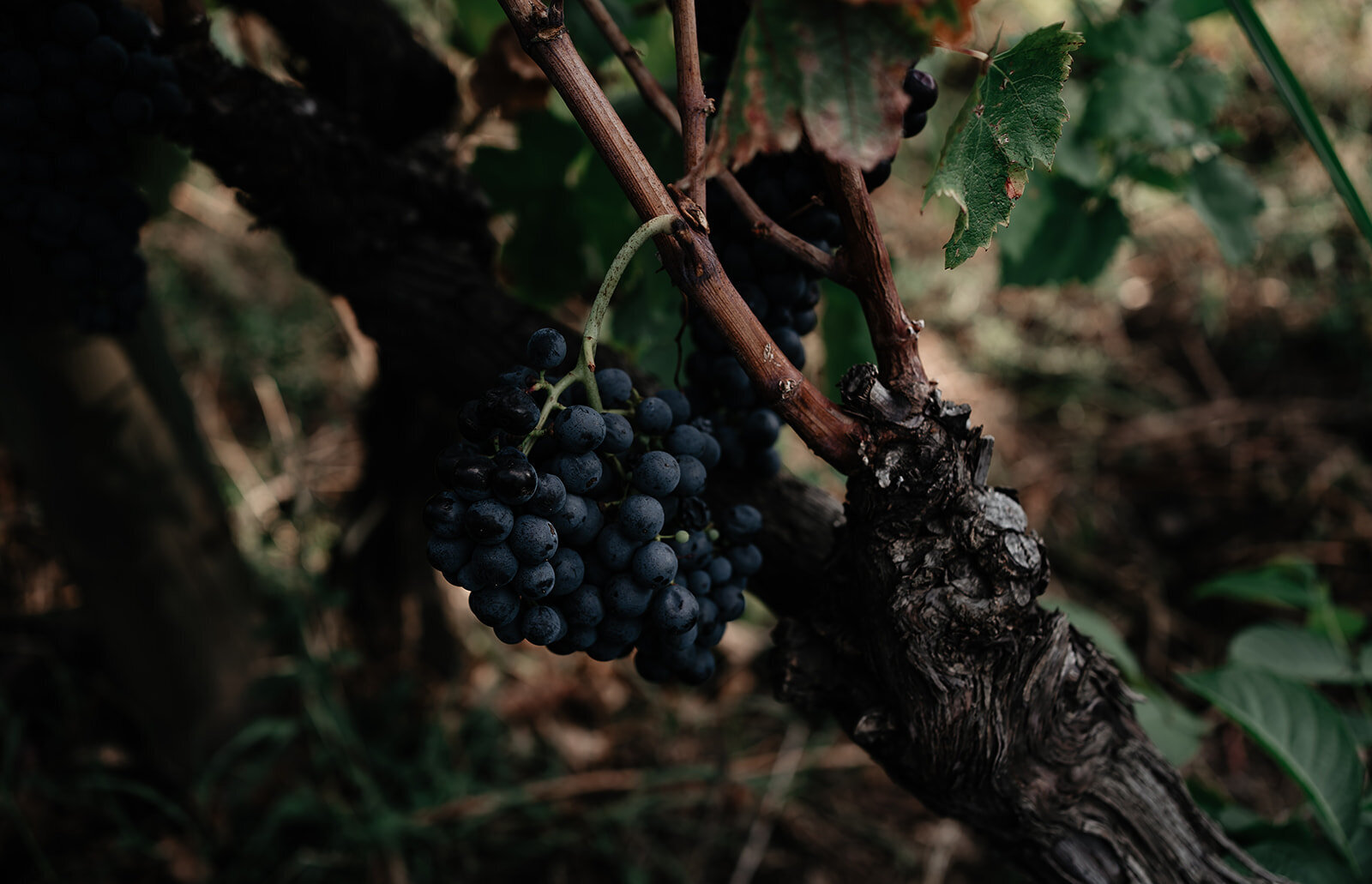 the grape journal grapes stories vineyards