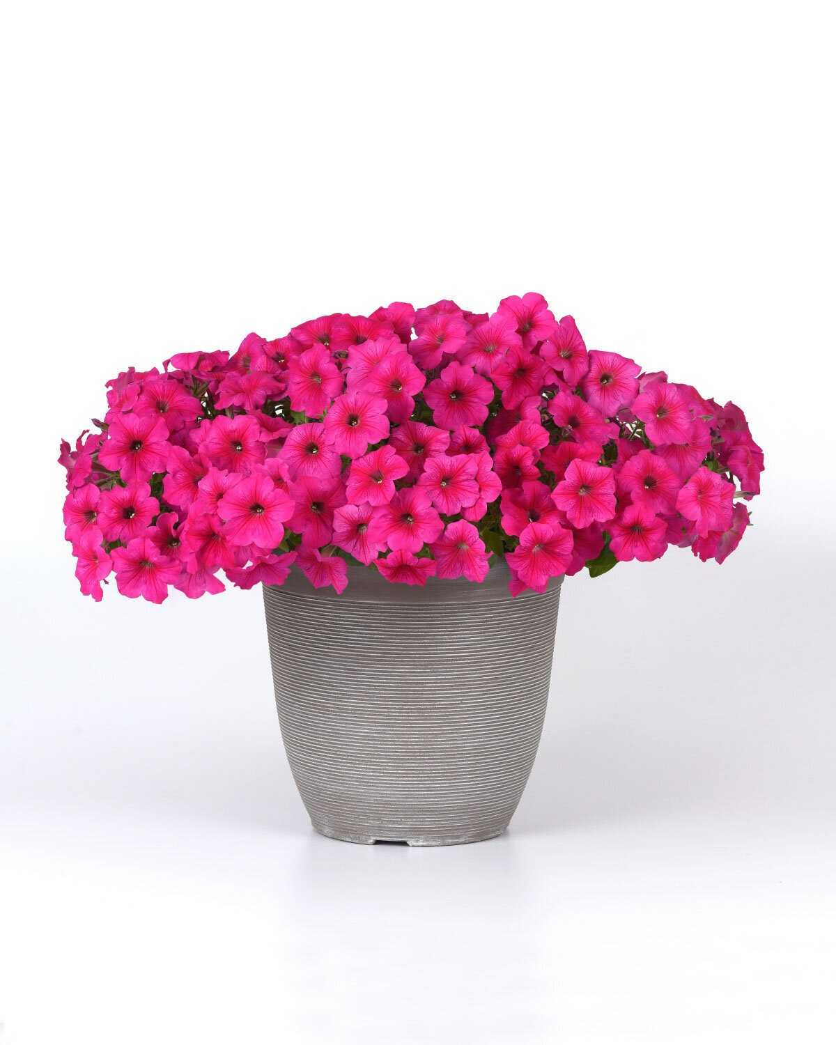 Petunia-Premium-Easy-Wave-Rose2