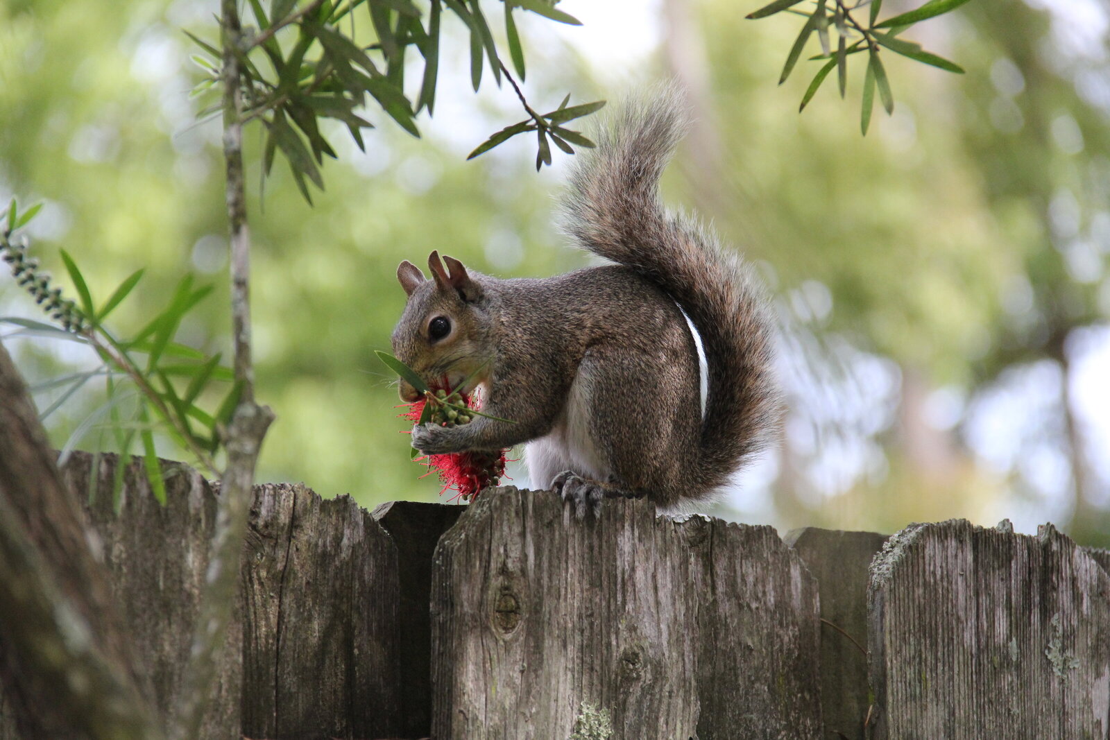 Squirrel - Florida 