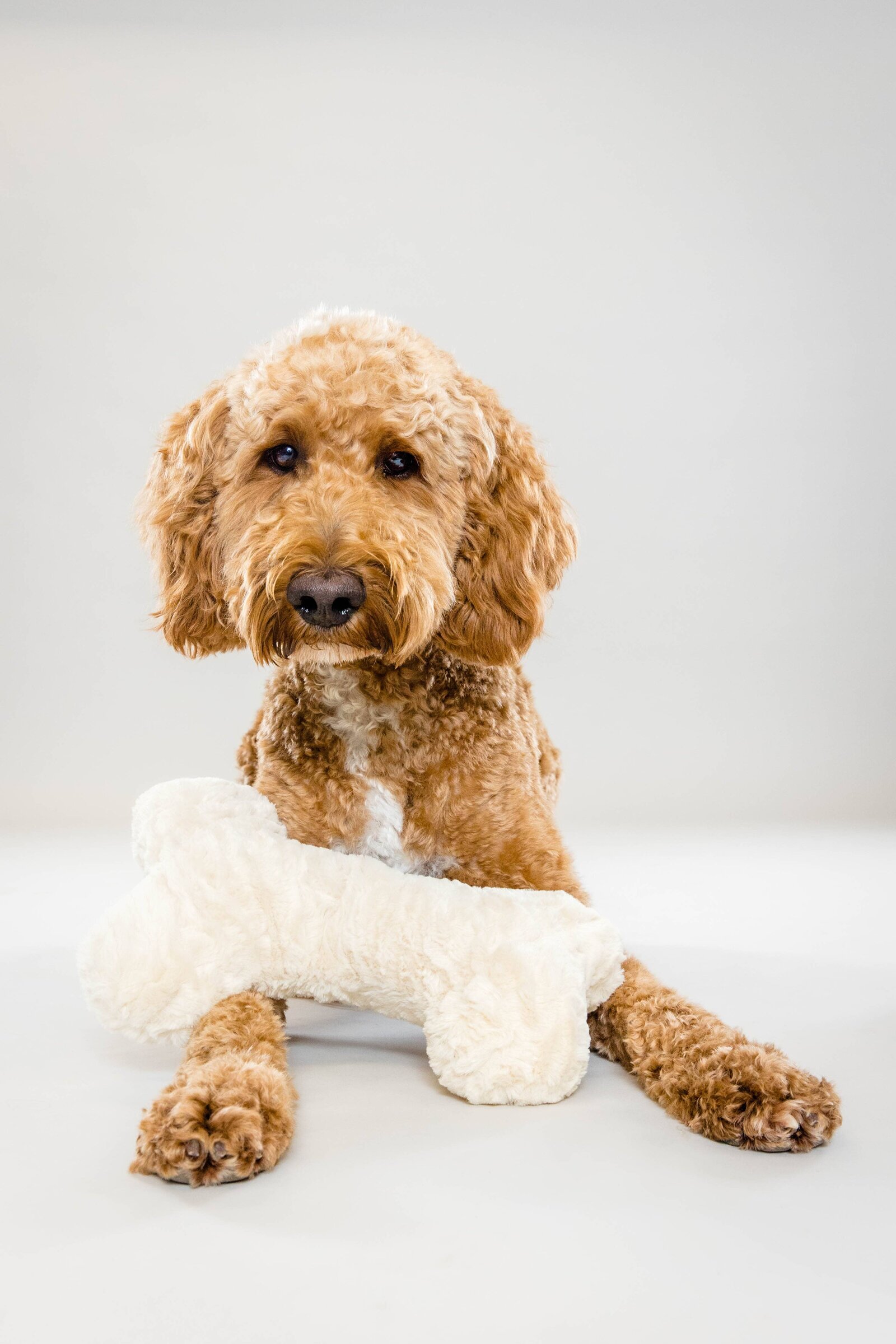 Alabama Dog Photographer - The Beloved Pup Photo Studio Portfolio 5