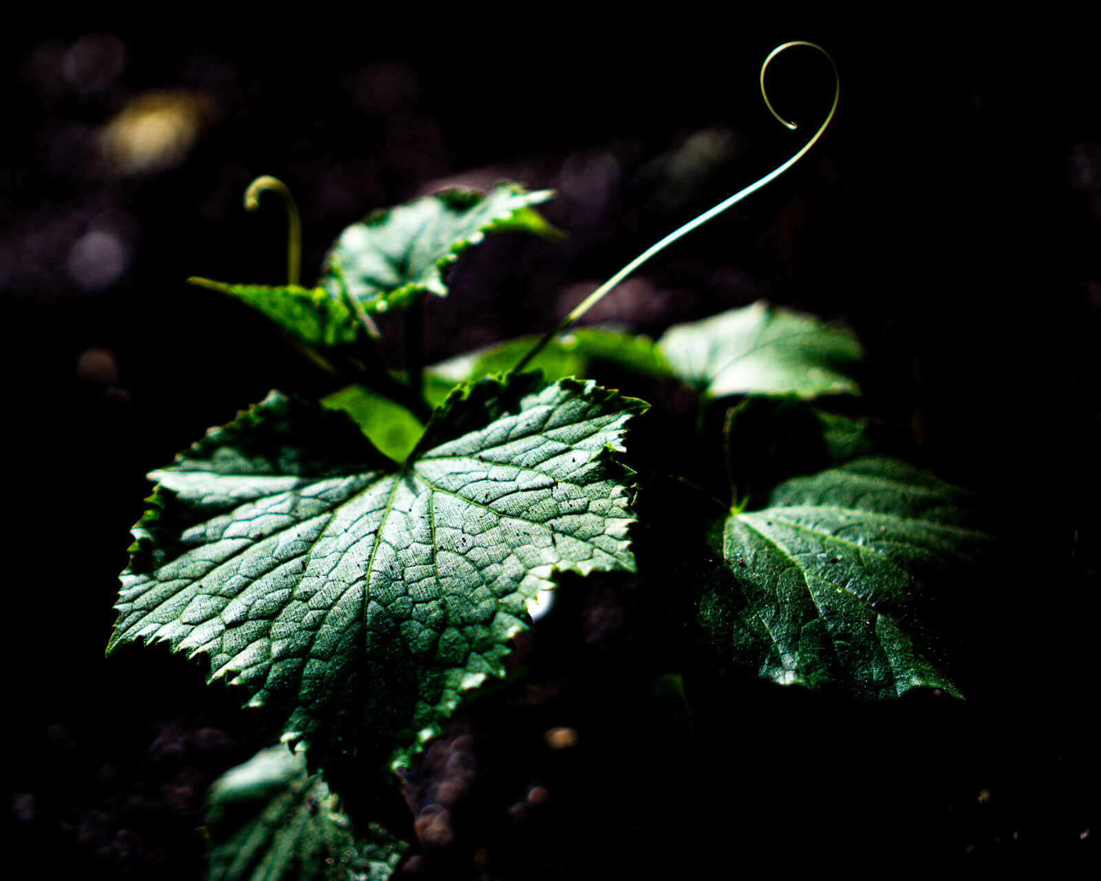 garden-birthday-12