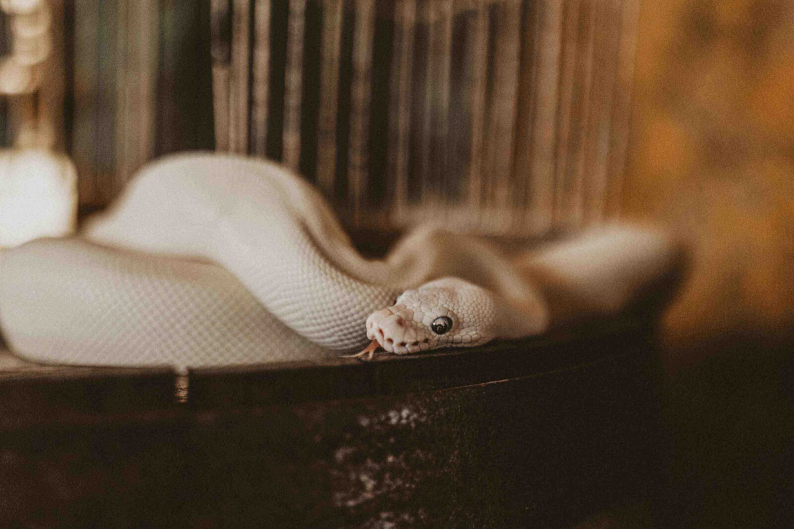 white pet snake